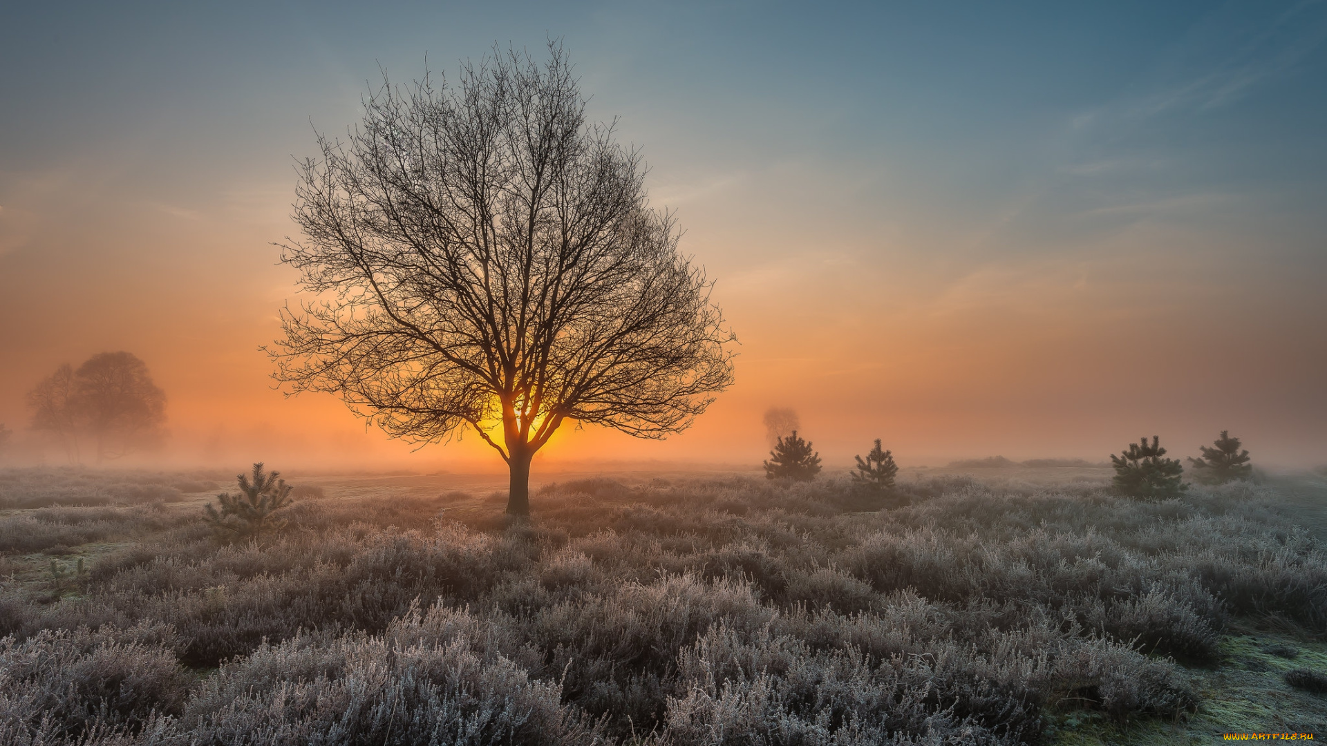 природа, деревья, простор