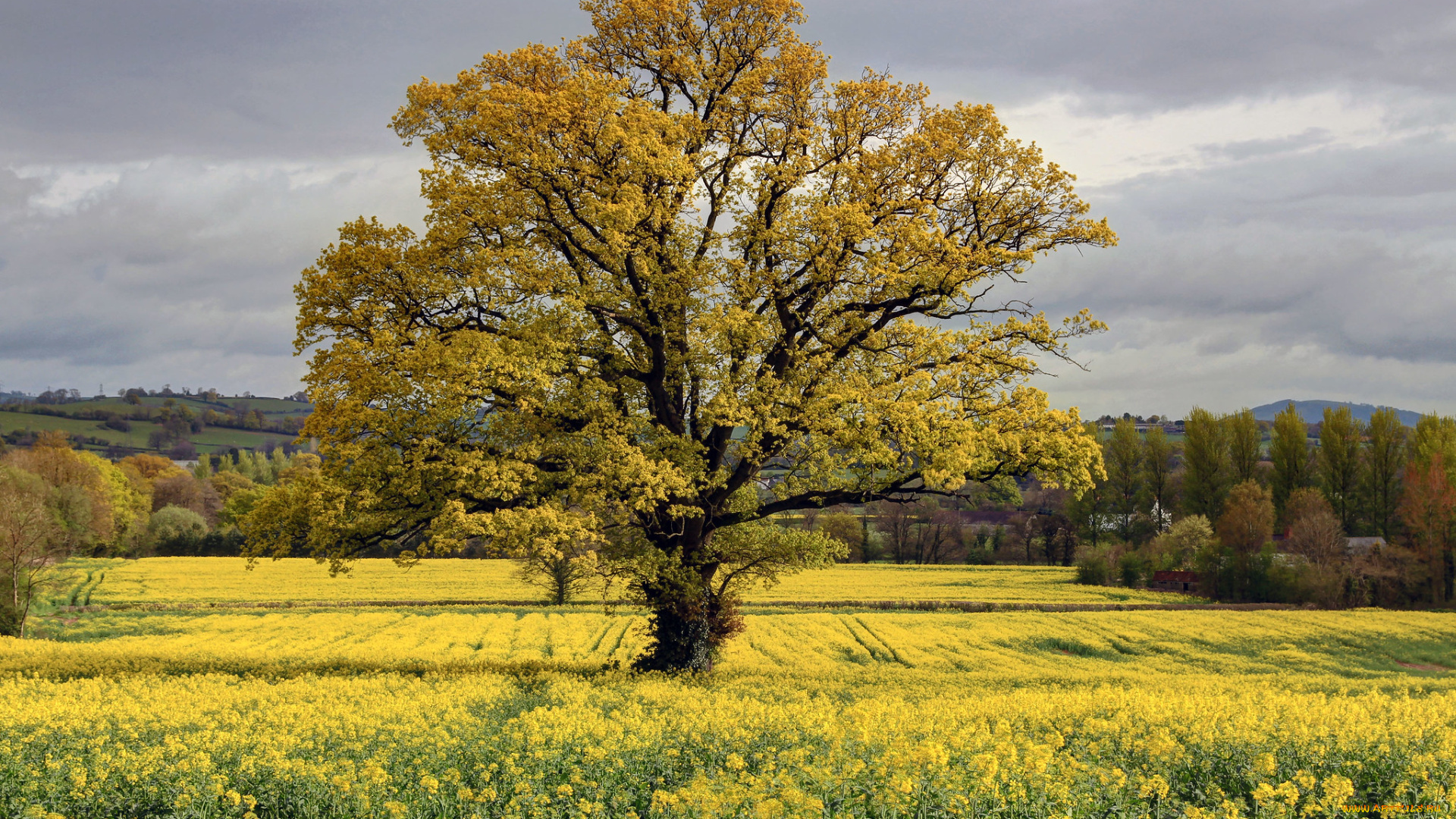 природа, деревья, простор
