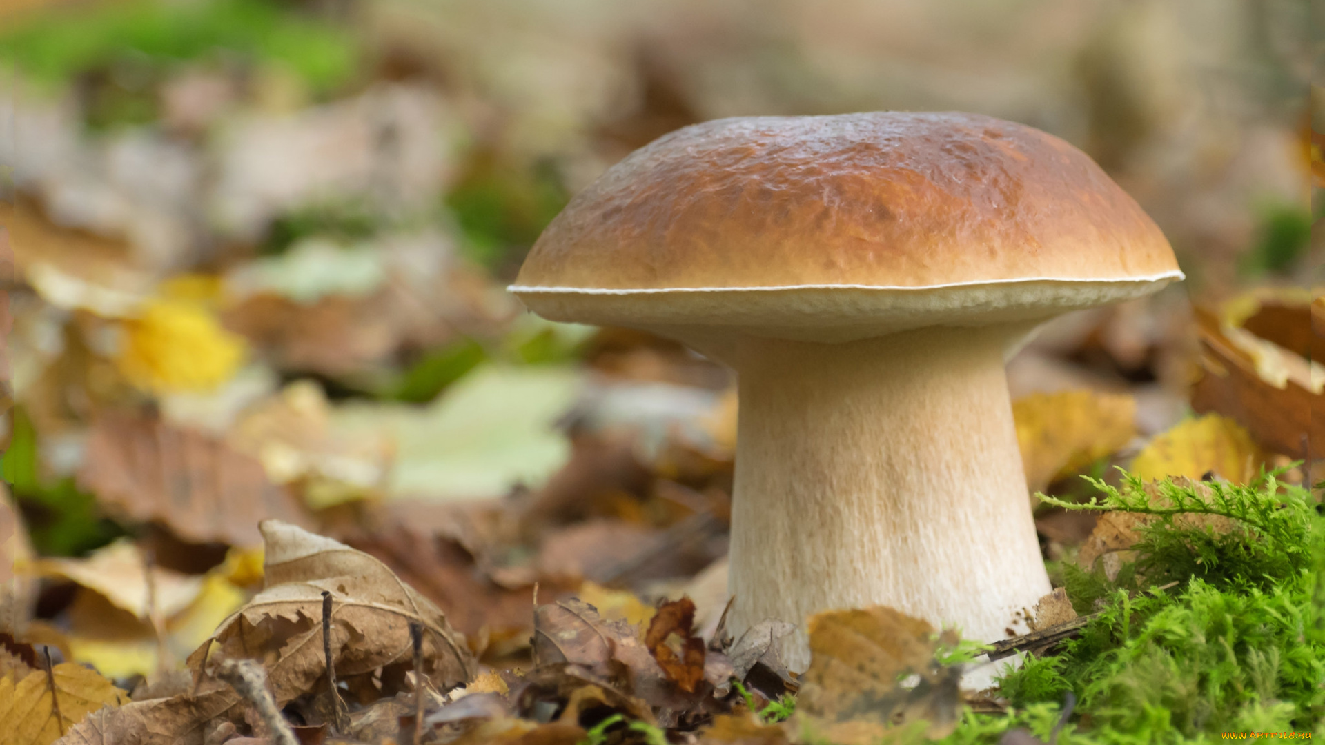 природа, грибы, простор