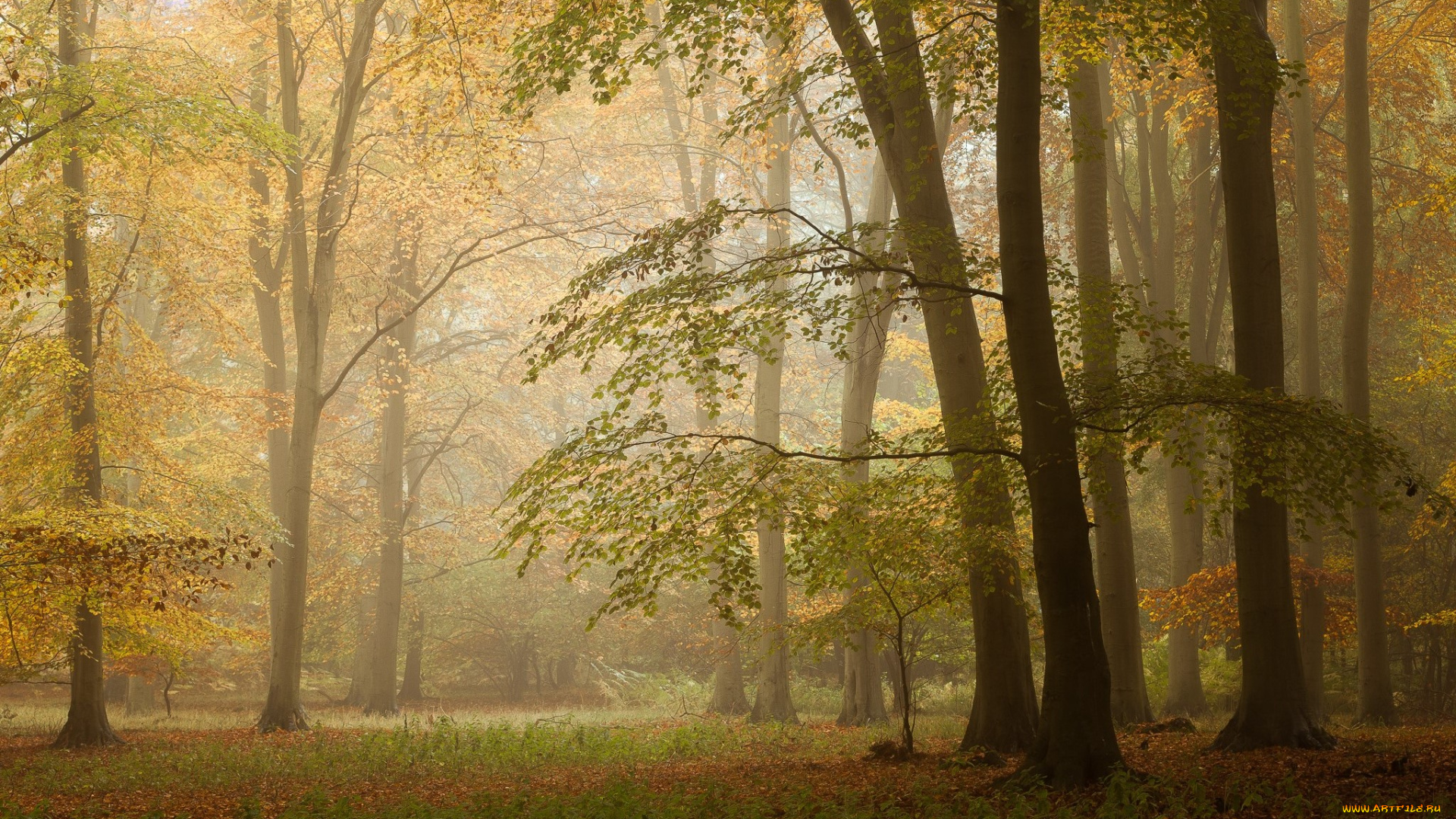 природа, лес, простор