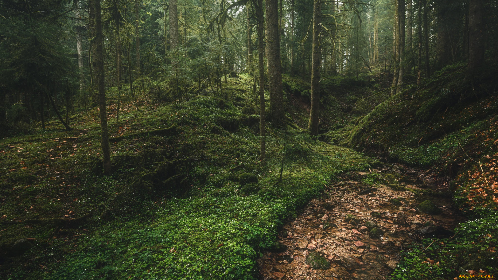 природа, лес, простор