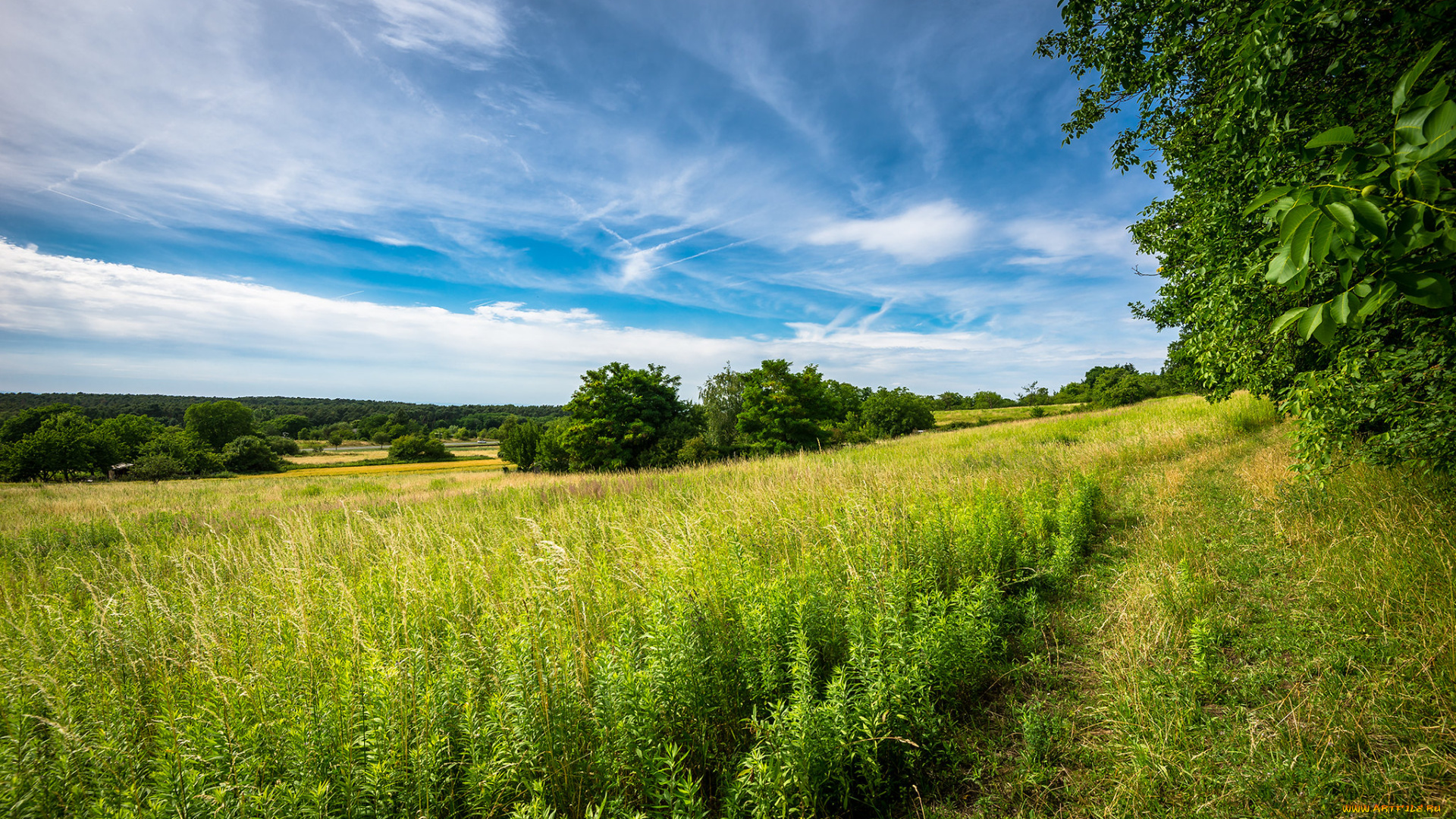 природа, поля, простор
