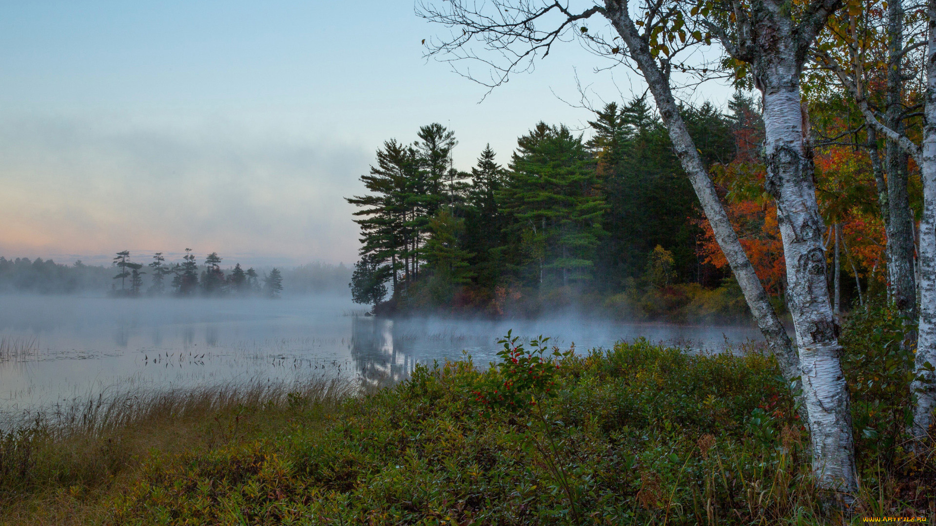 природа, реки, озера, река, лес, туман