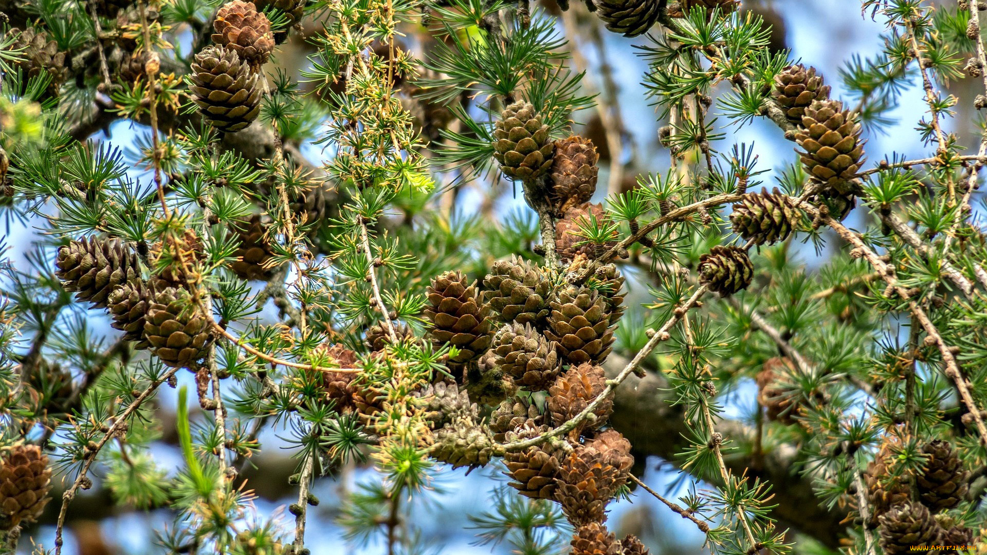 природа, шишки, , жёлуди, , каштаны