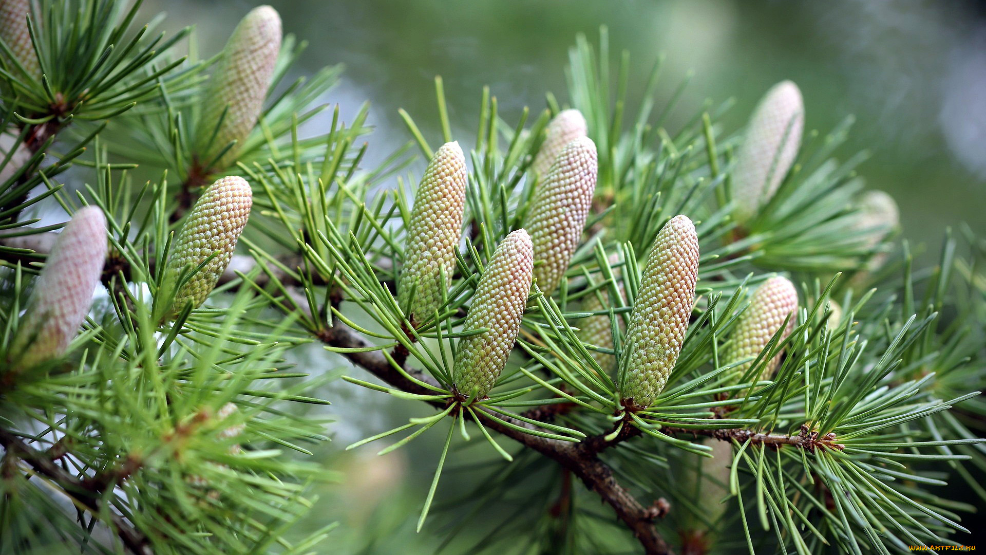 природа, шишки, , жёлуди, , каштаны