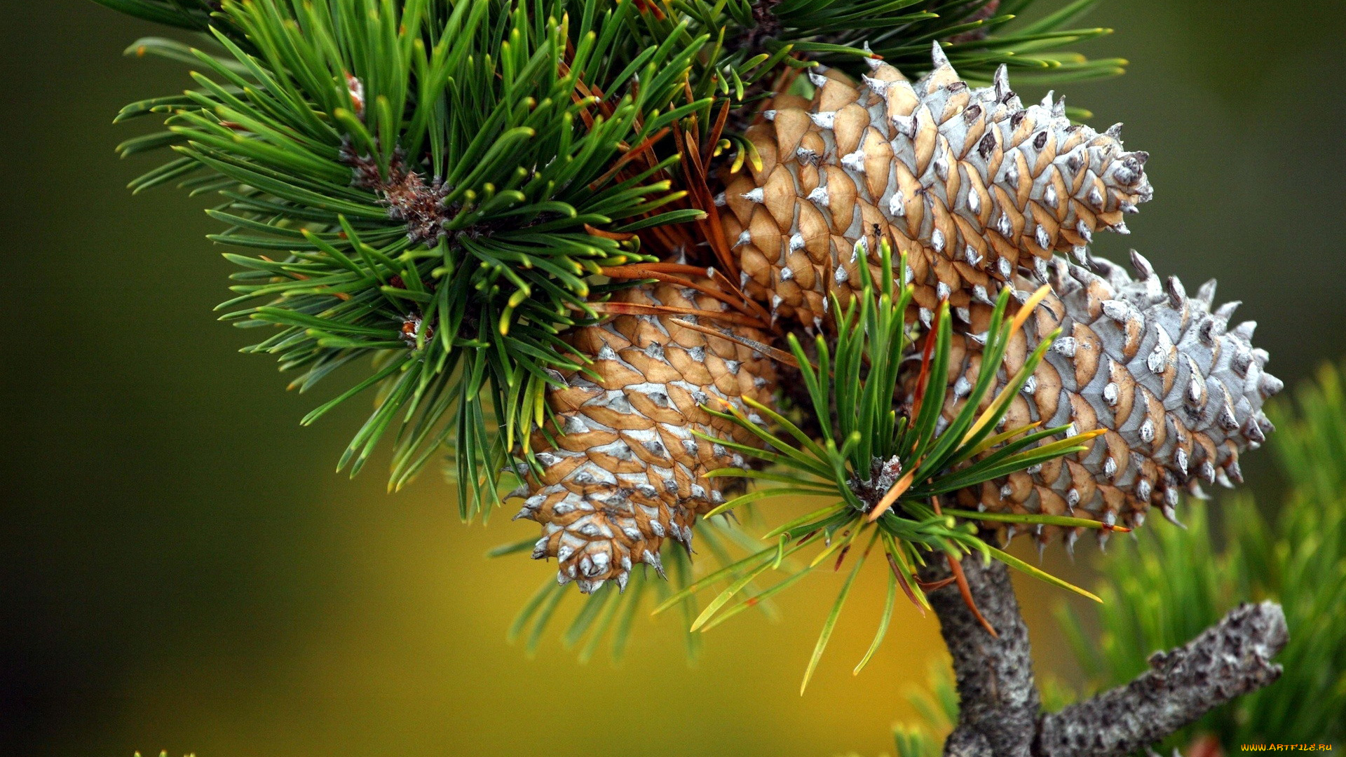 природа, шишки, , жёлуди, , каштаны