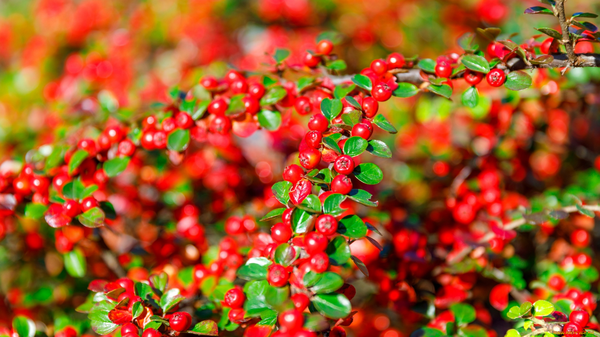 природа, ягоды, кизильник