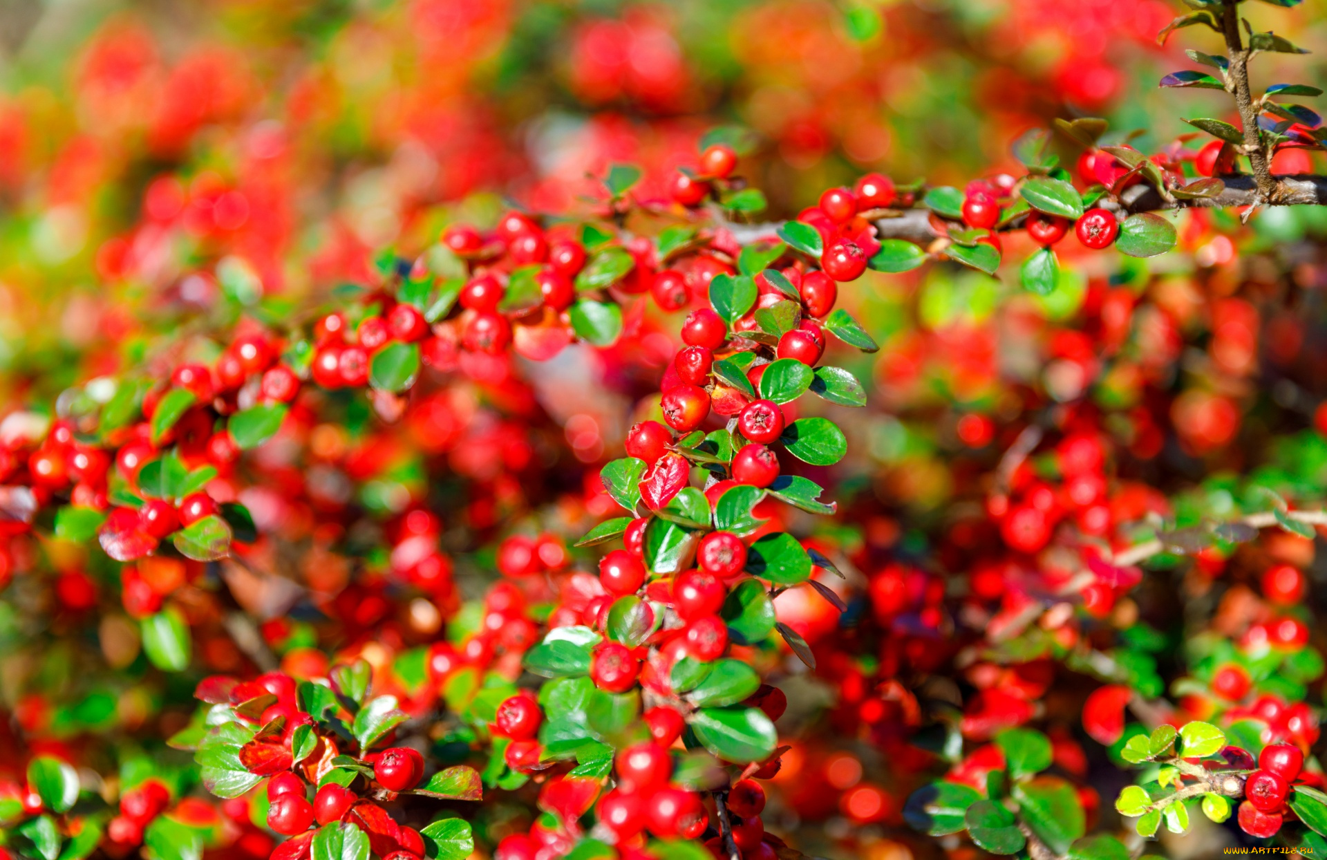 природа, ягоды, кизильник