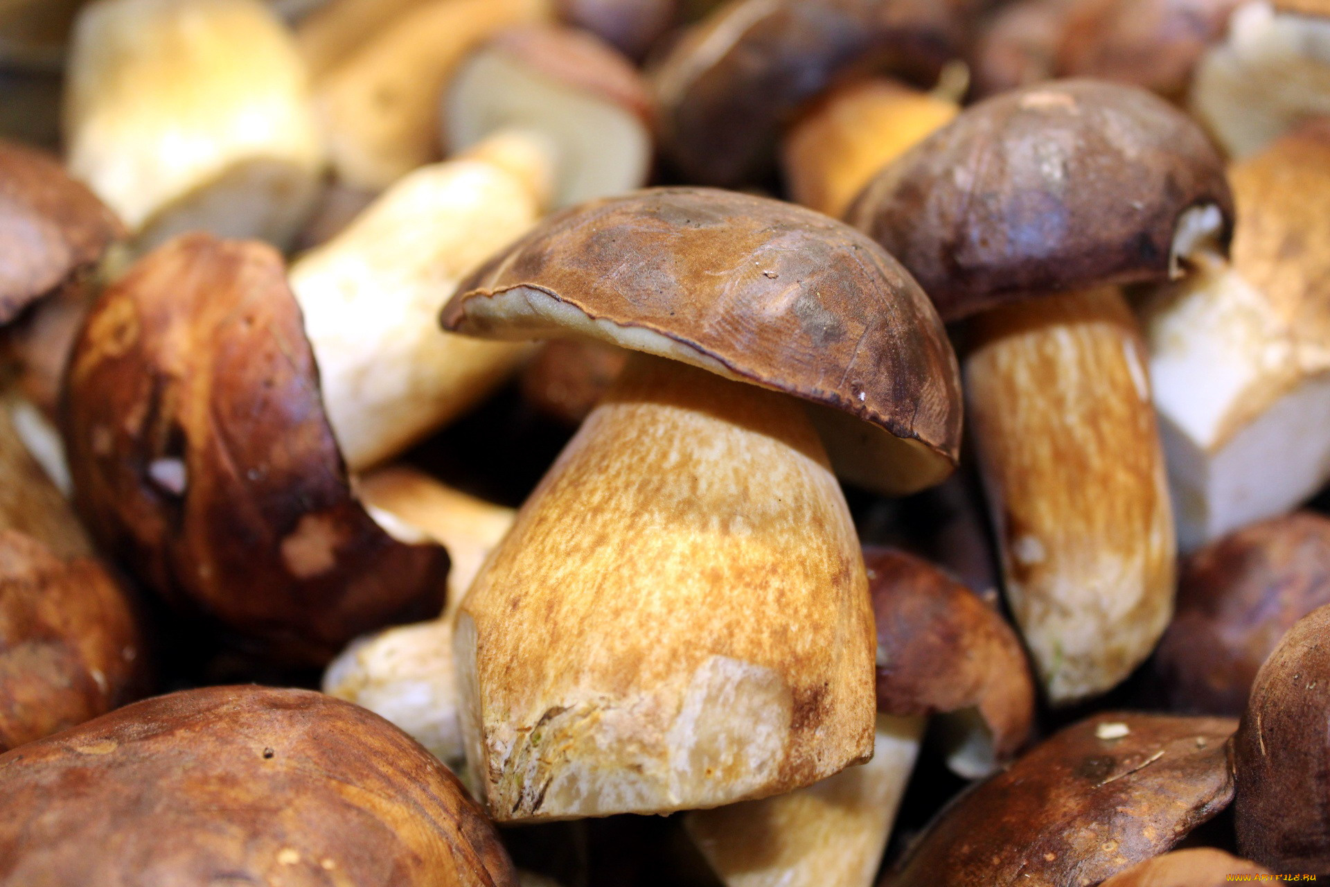 еда, грибы, , грибные, блюда, боровики