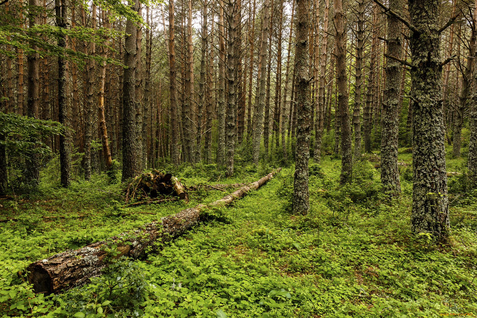 природа, лес, простор