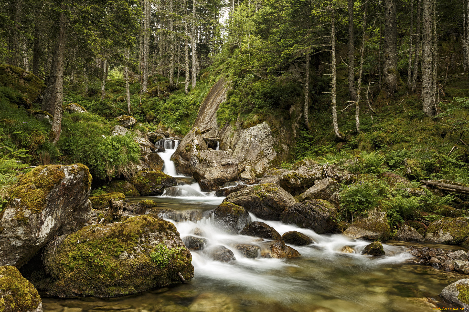 природа, лес, простор