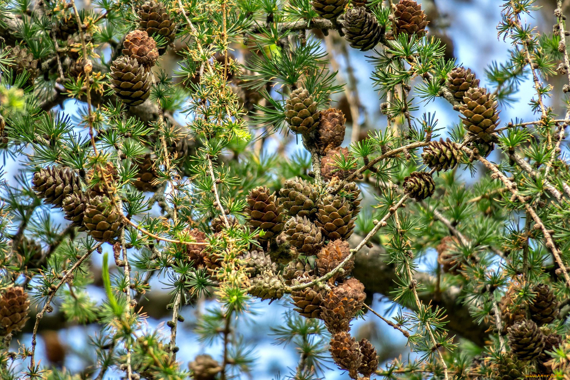 природа, шишки, , жёлуди, , каштаны