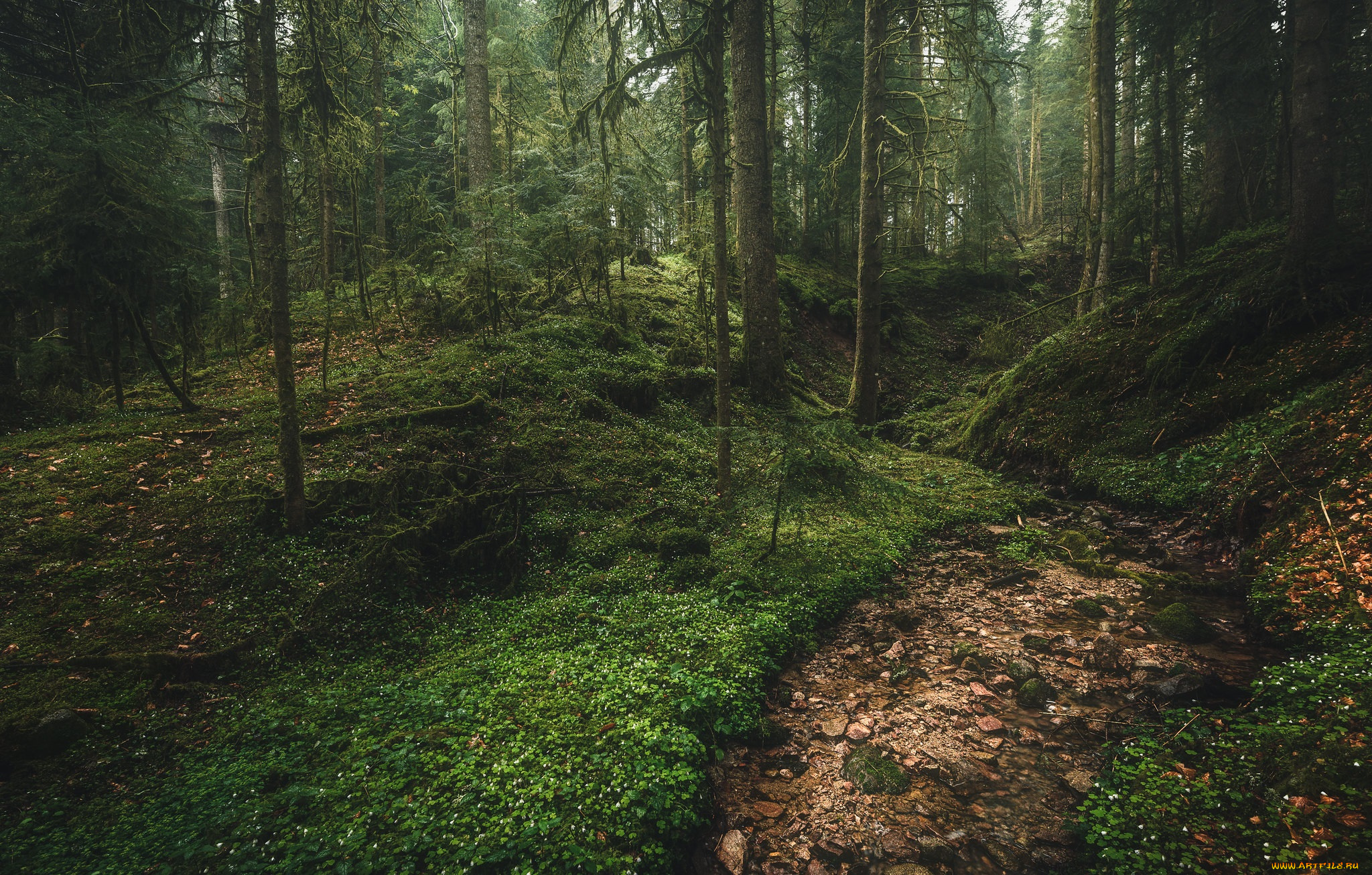 природа, лес, простор