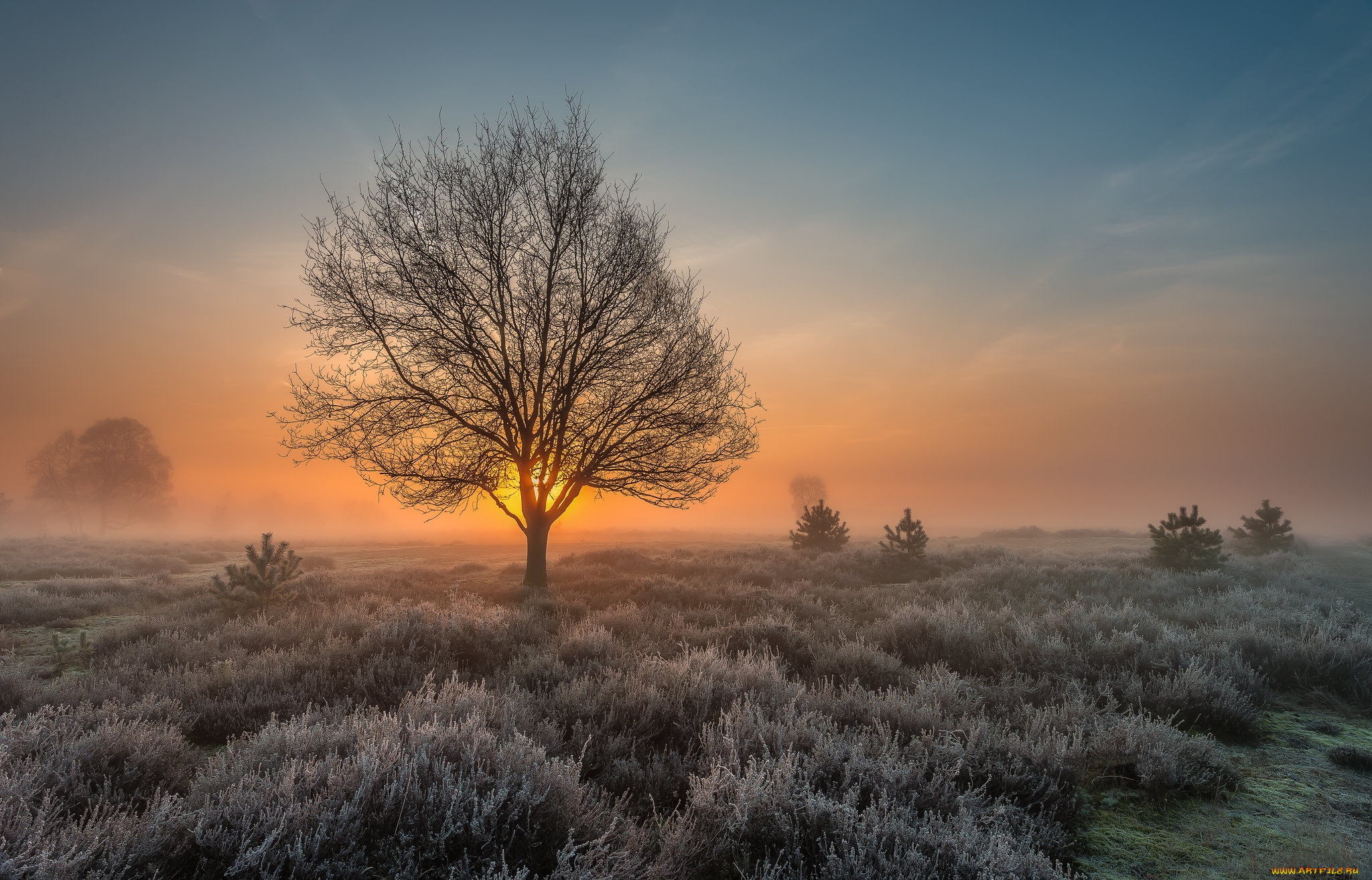 природа, деревья, простор