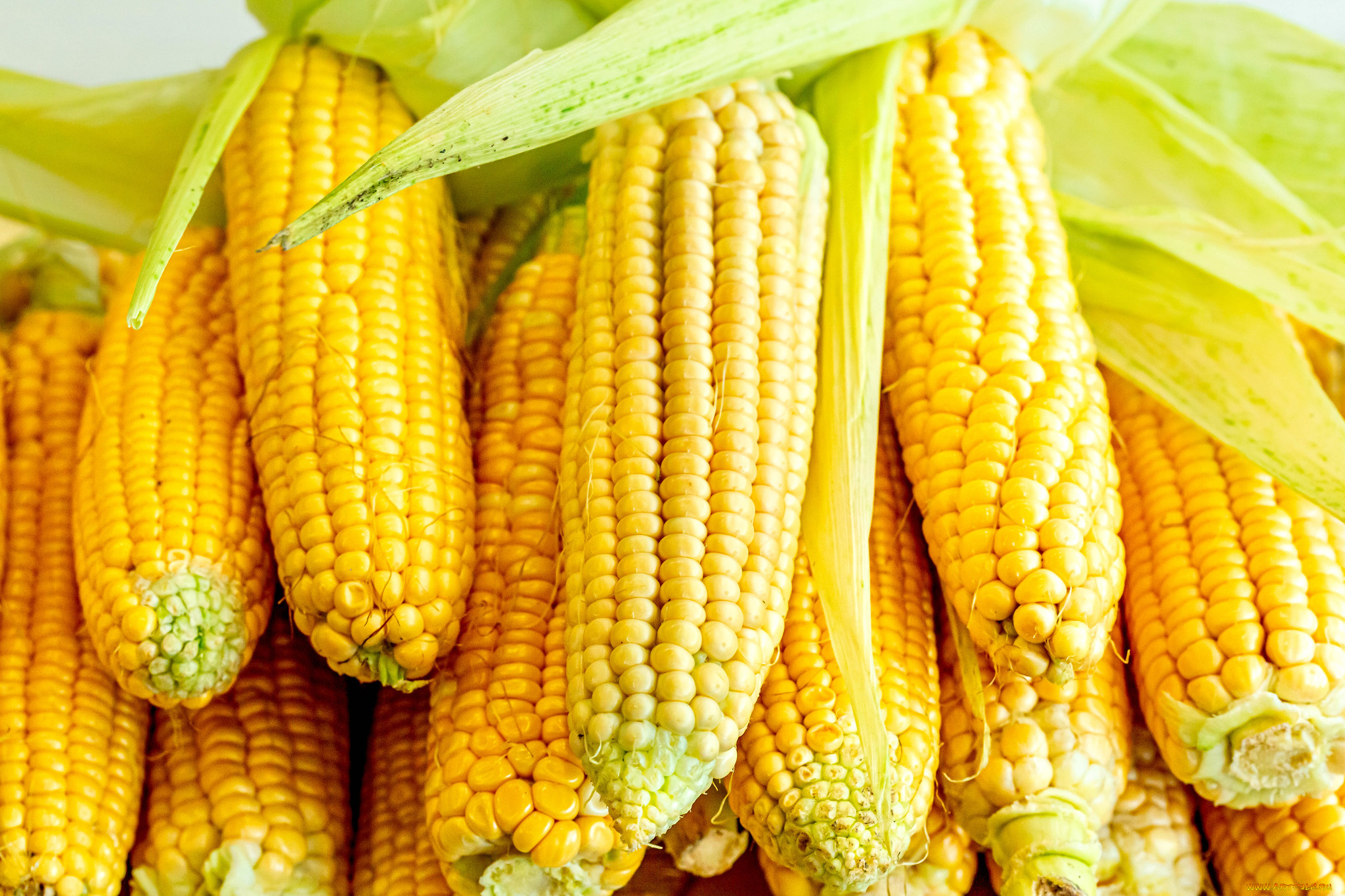 еда, кукуруза, снедь