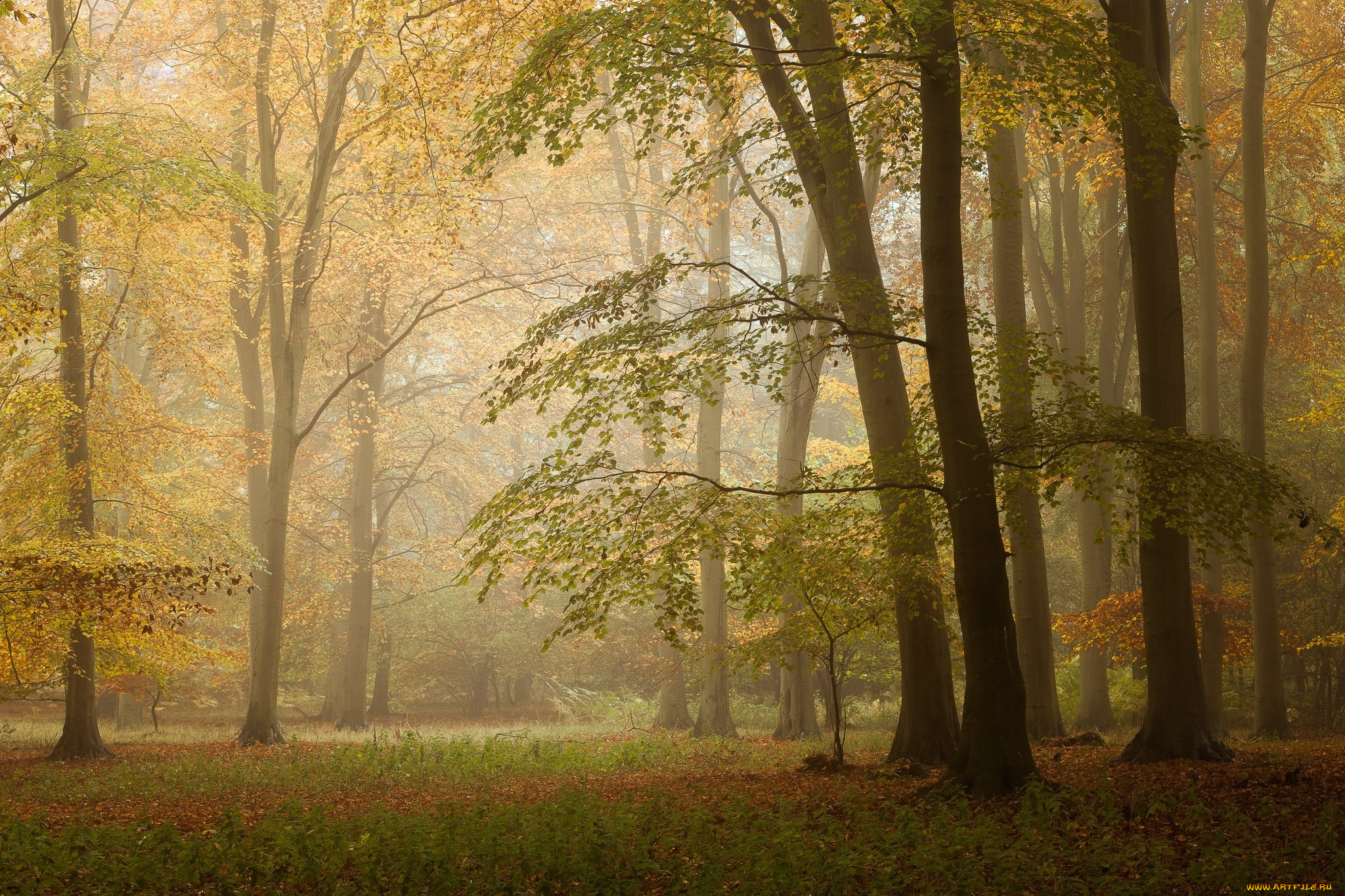 природа, лес, простор