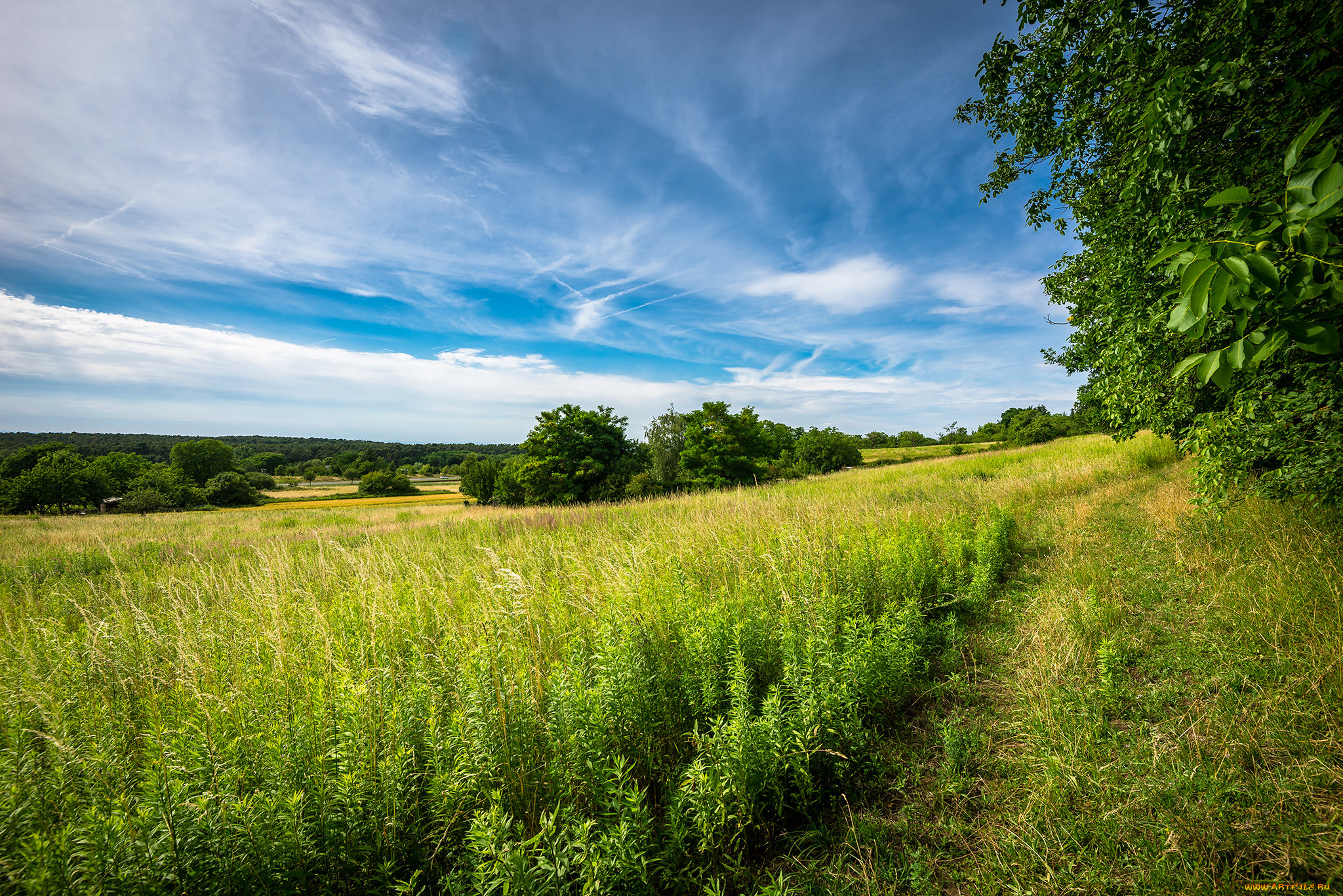 природа, поля, простор