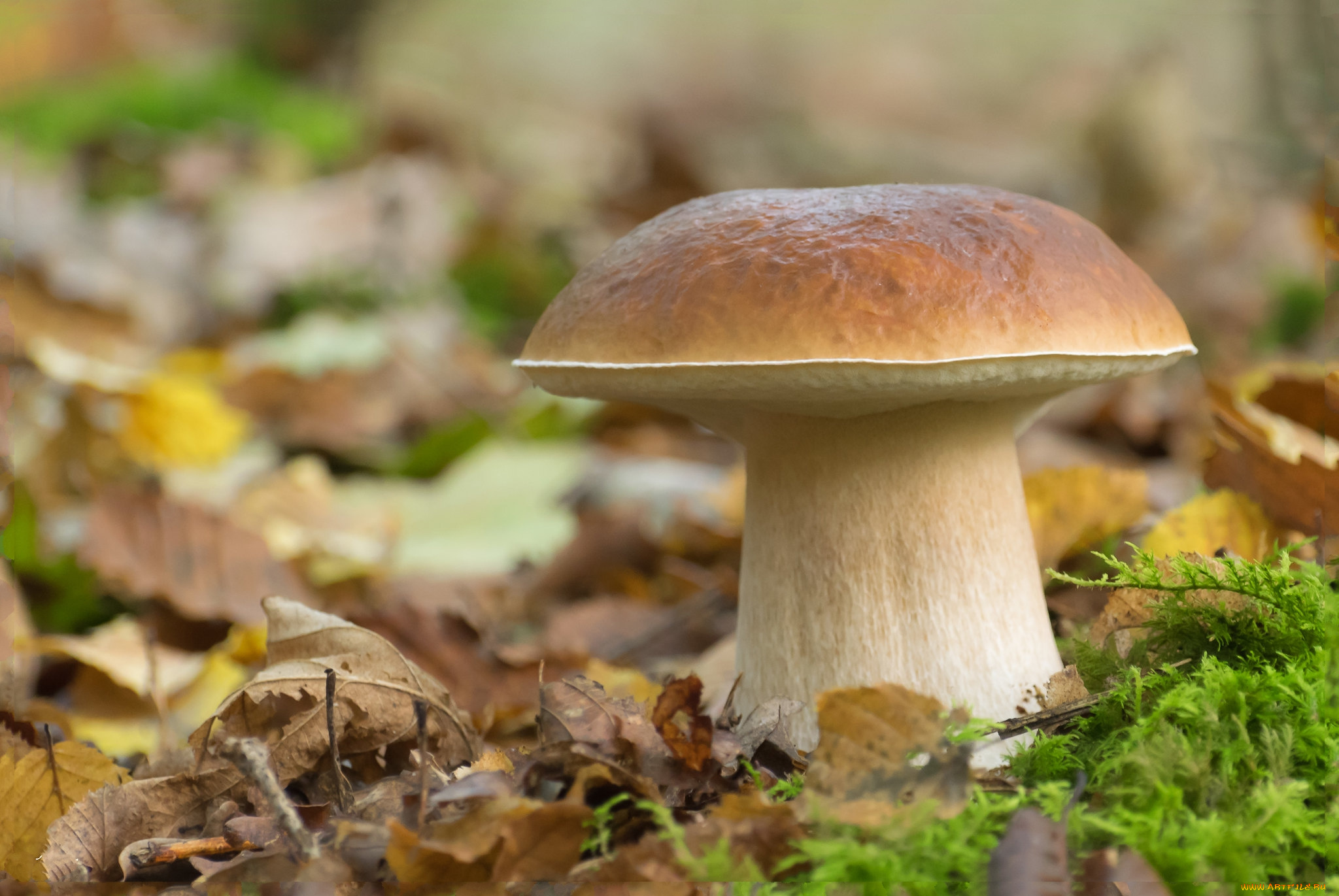 природа, грибы, простор