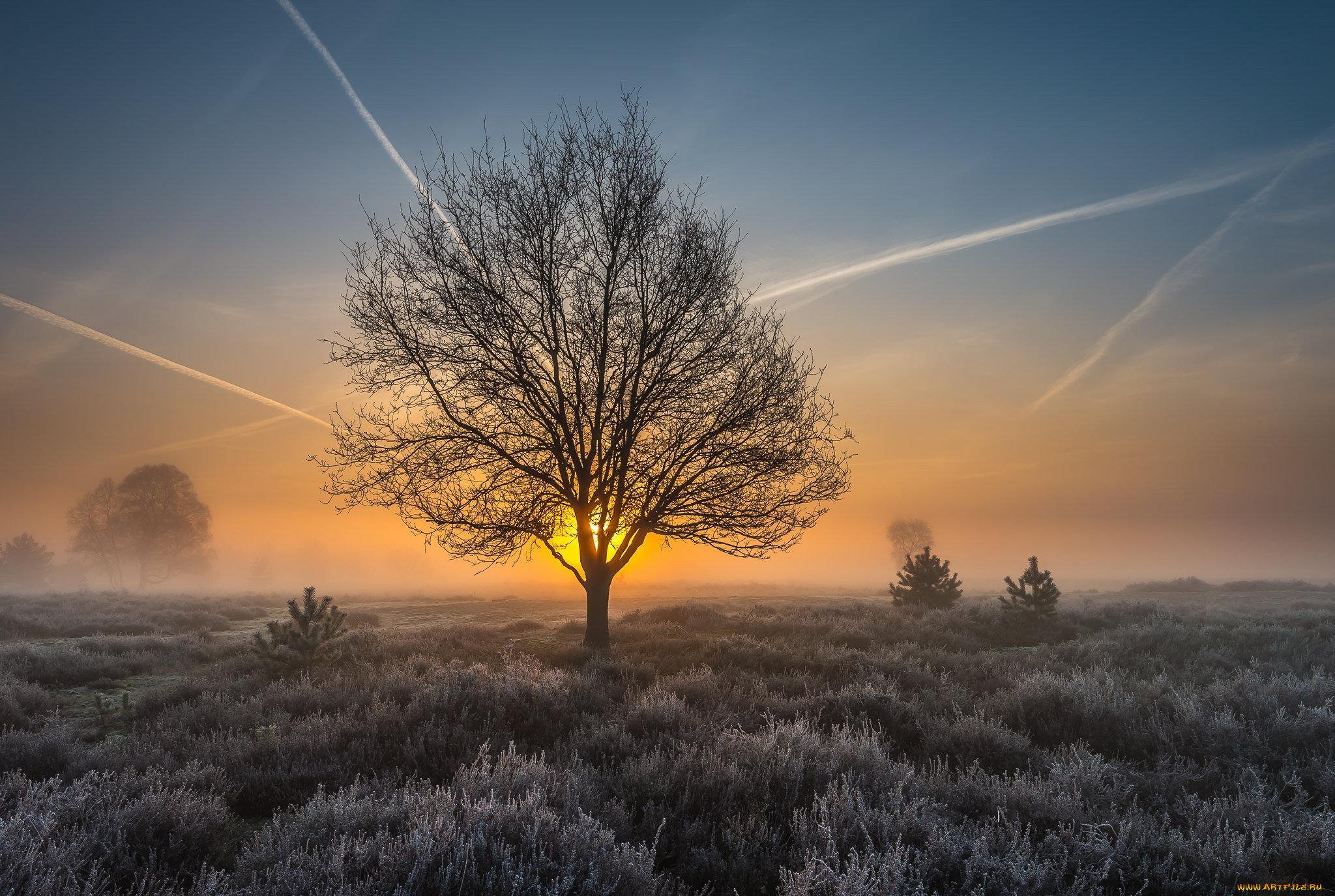 природа, деревья, простор