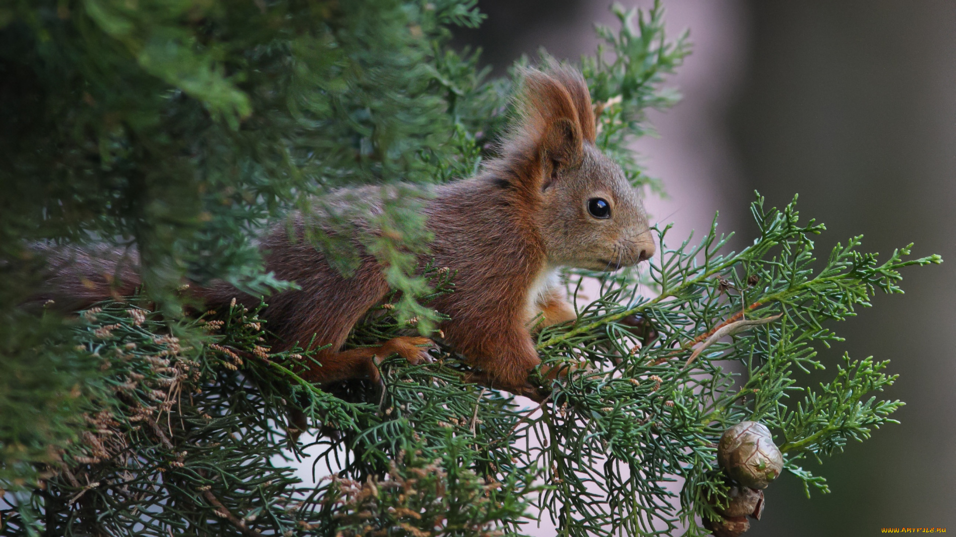 а, это, белочка, , животные, белки, ветки, белка, хвоя, шишки