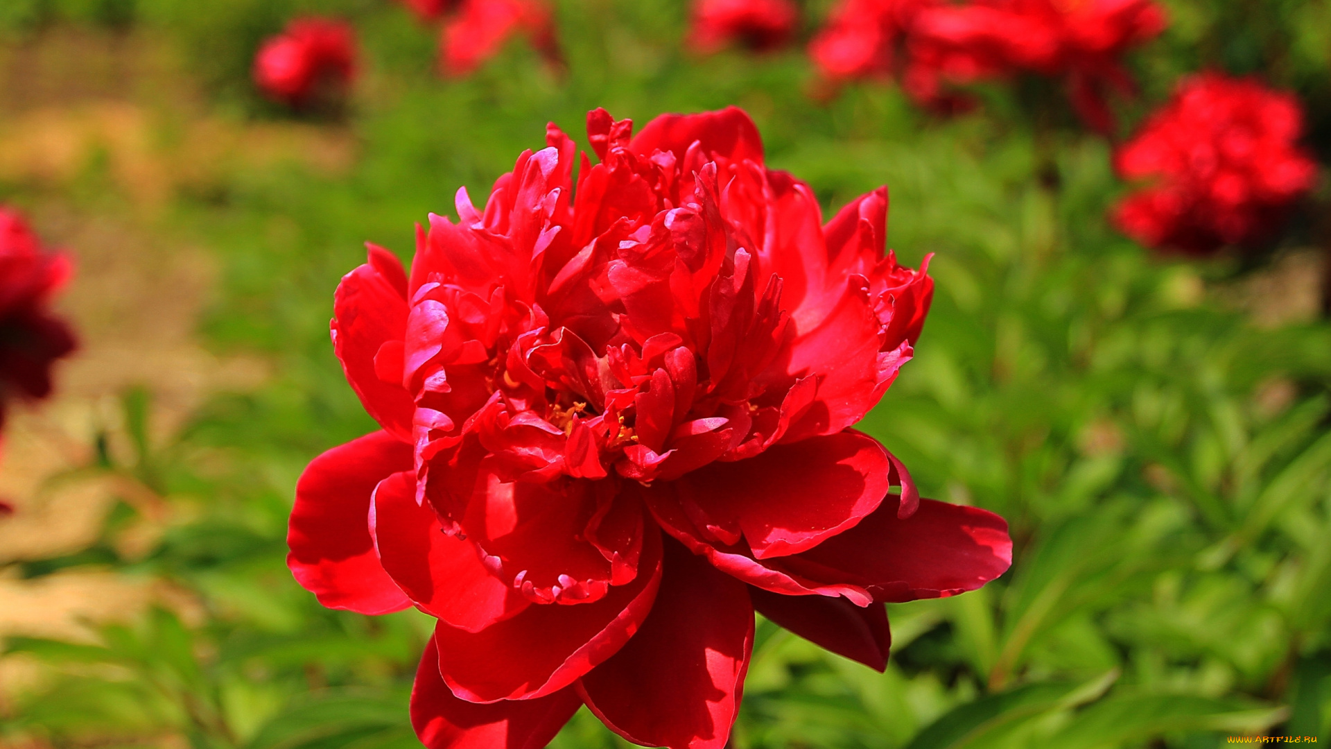 цветы, пионы, красные