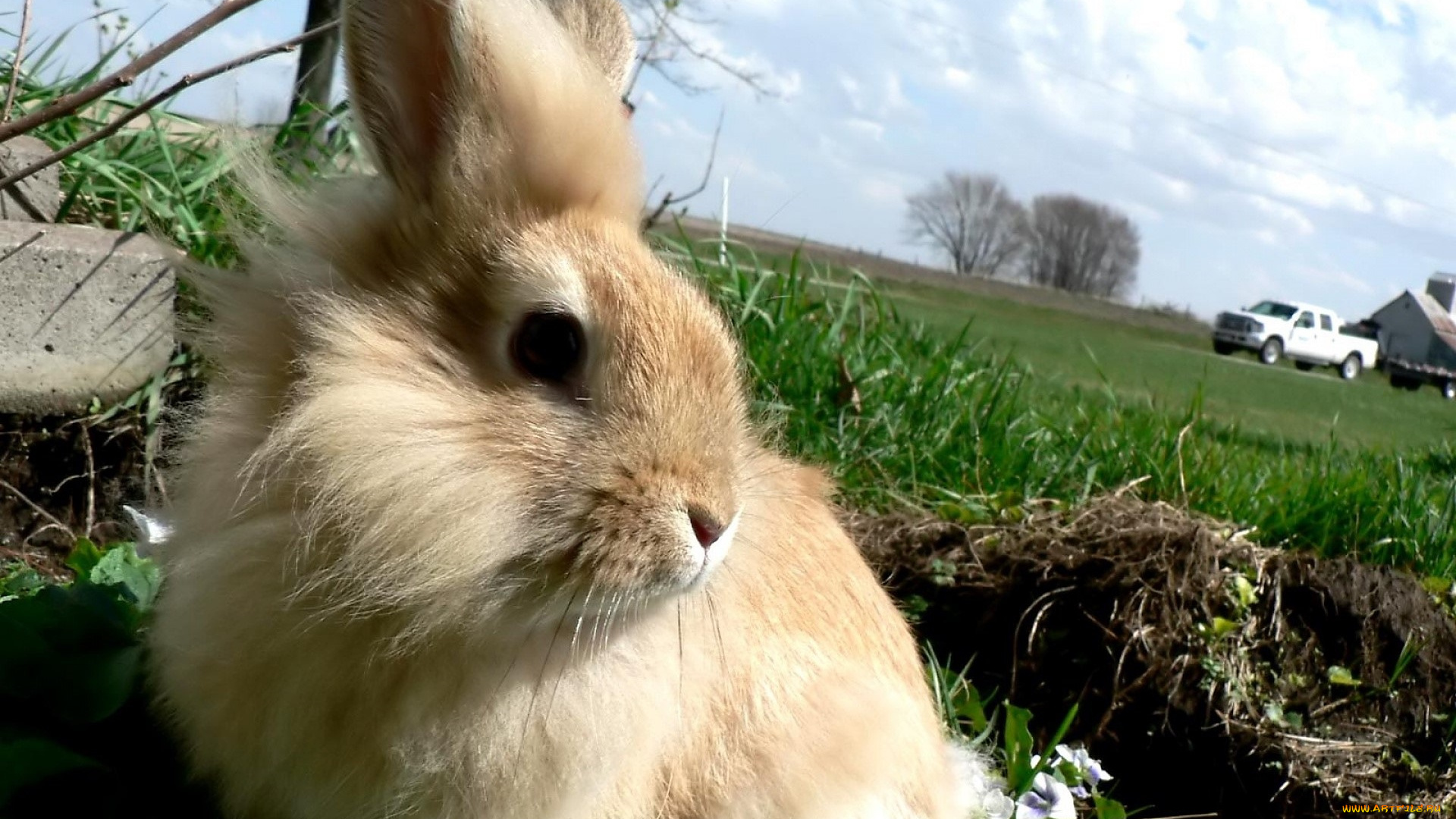 животные, кролики, , зайцы, кролик, лужайка