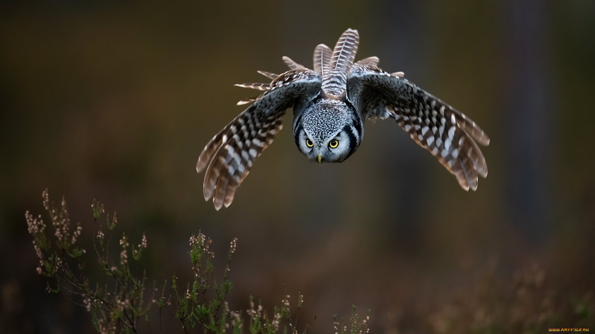 животные, совы, взгляд, полет, природа, поза, сова, птица, летит, боке, вереск, пике, размах, крыльев