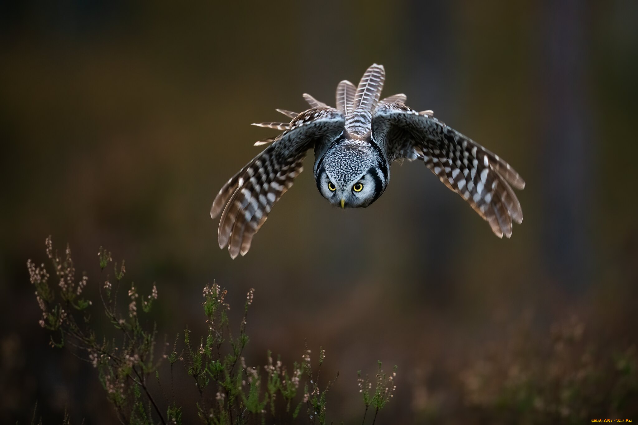 животные, совы, взгляд, полет, природа, поза, сова, птица, летит, боке, вереск, пике, размах, крыльев