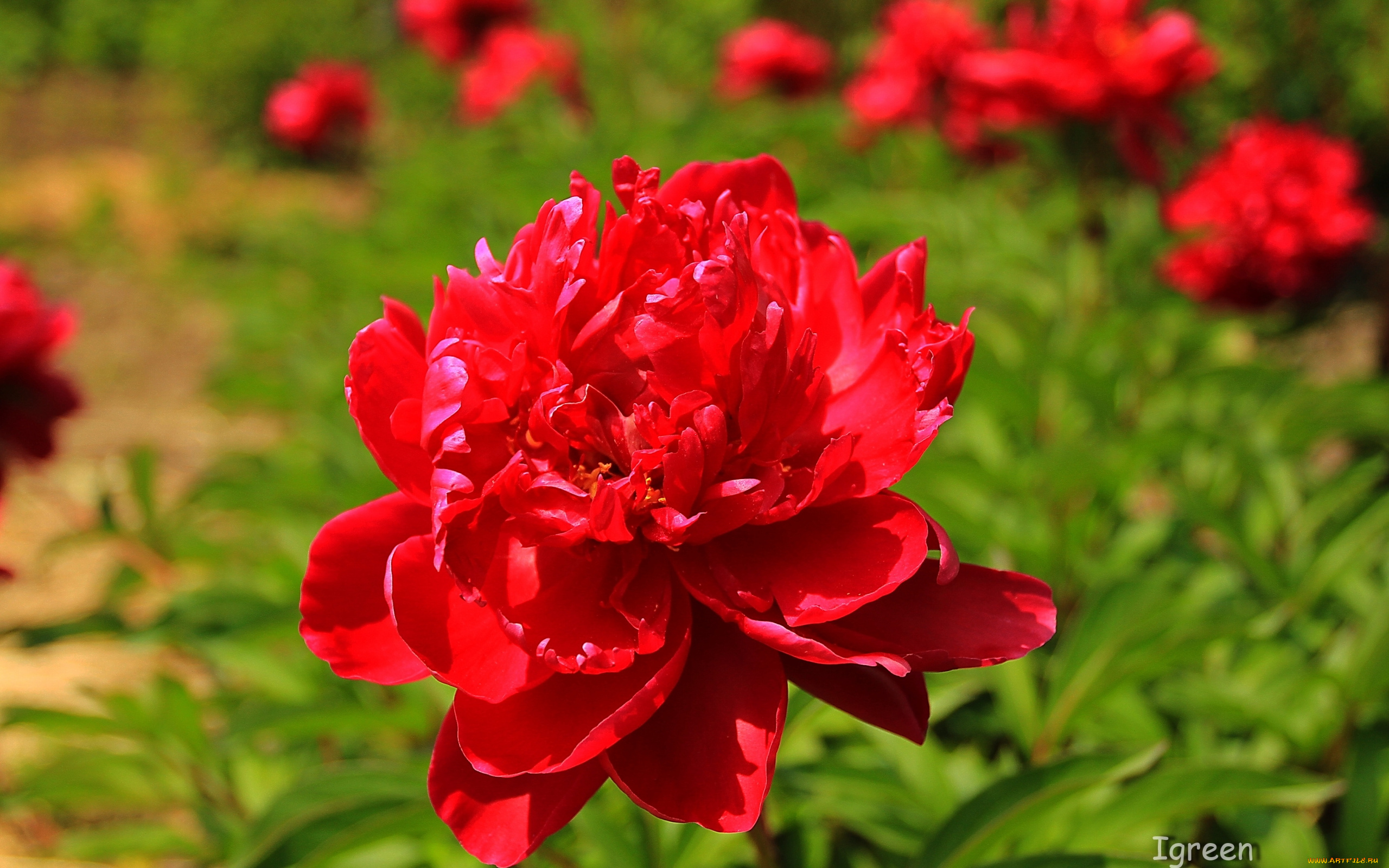 цветы, пионы, красные