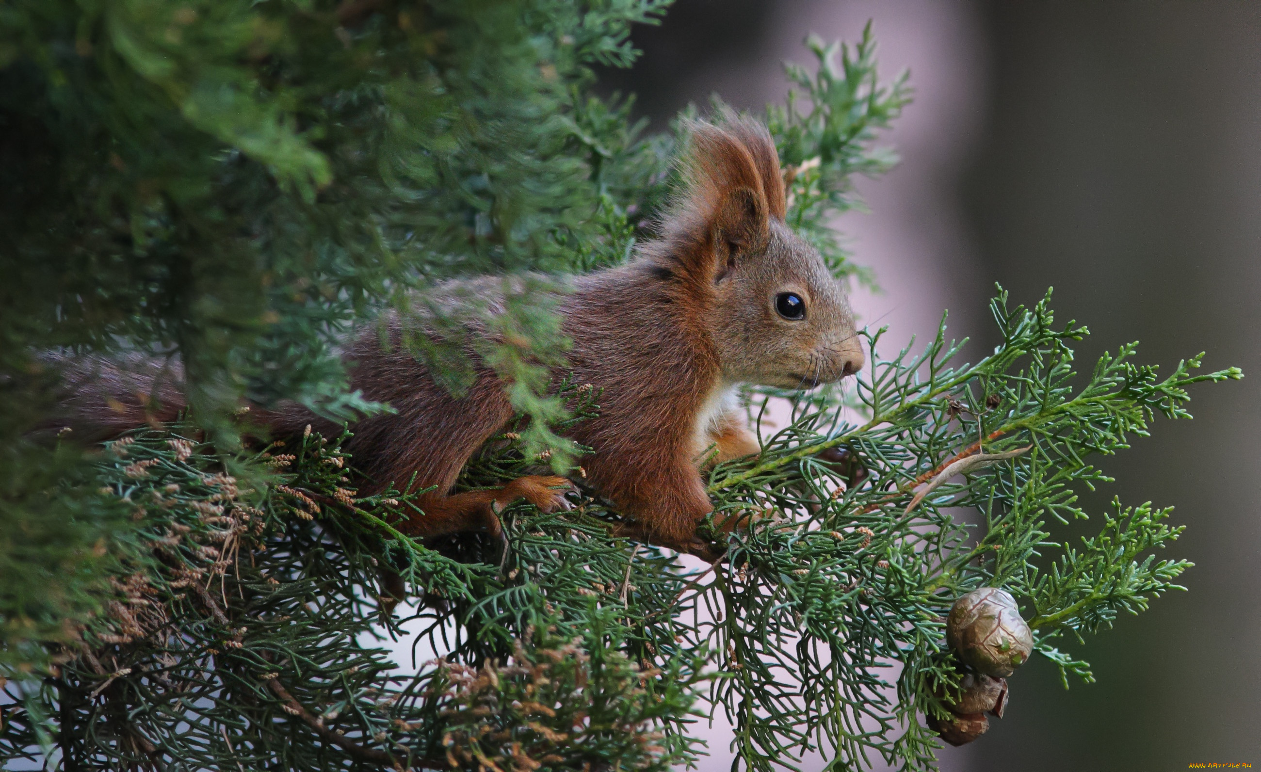а, это, белочка, , животные, белки, ветки, белка, хвоя, шишки