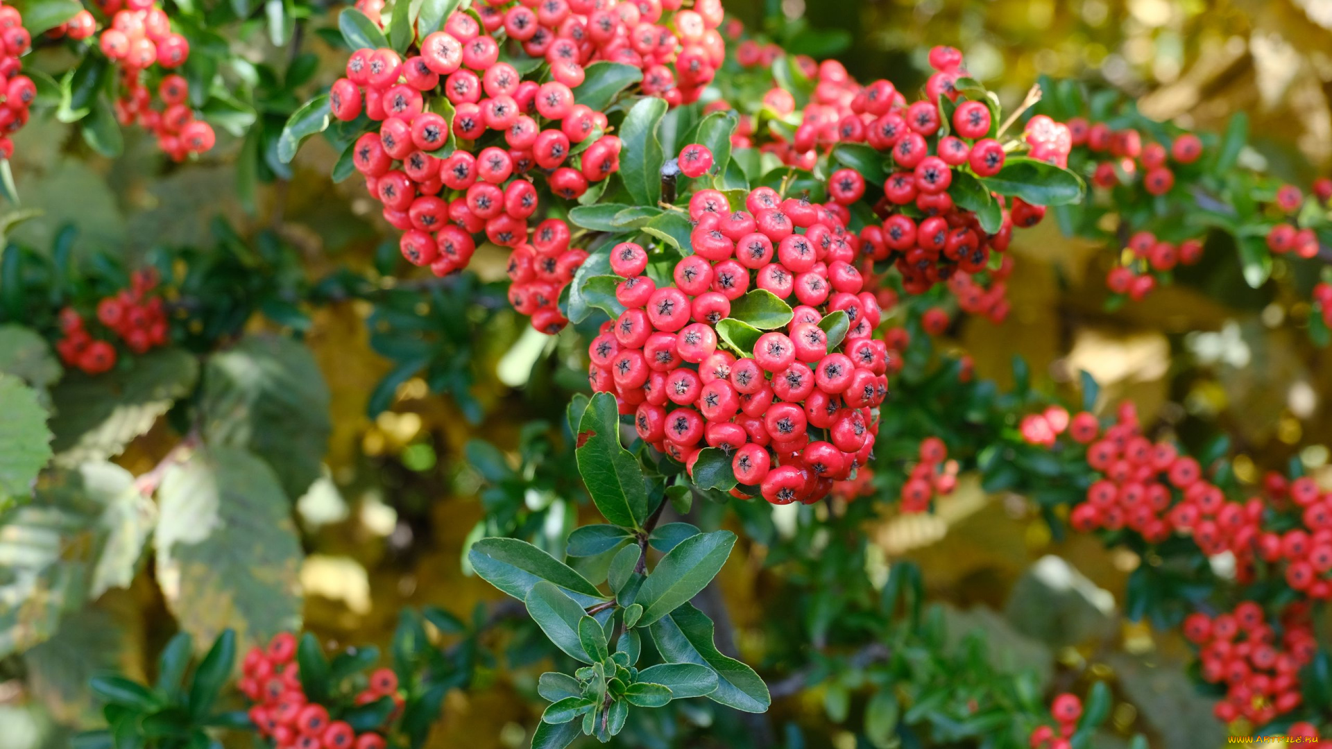 pyracantha, пираканта, природа, ягоды