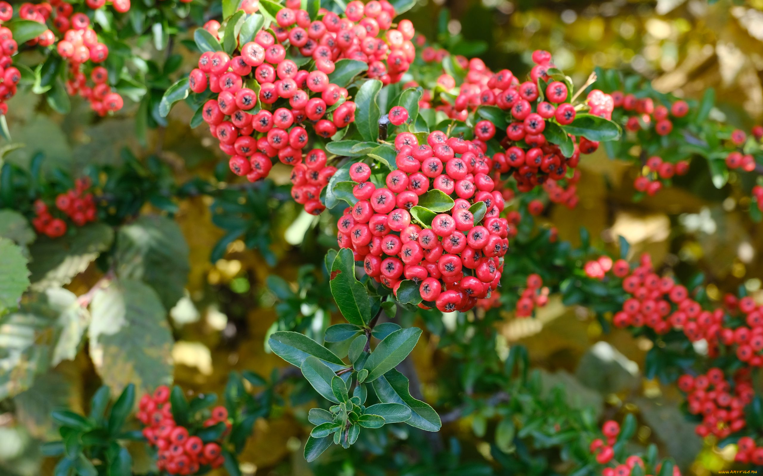 pyracantha, пираканта, природа, ягоды
