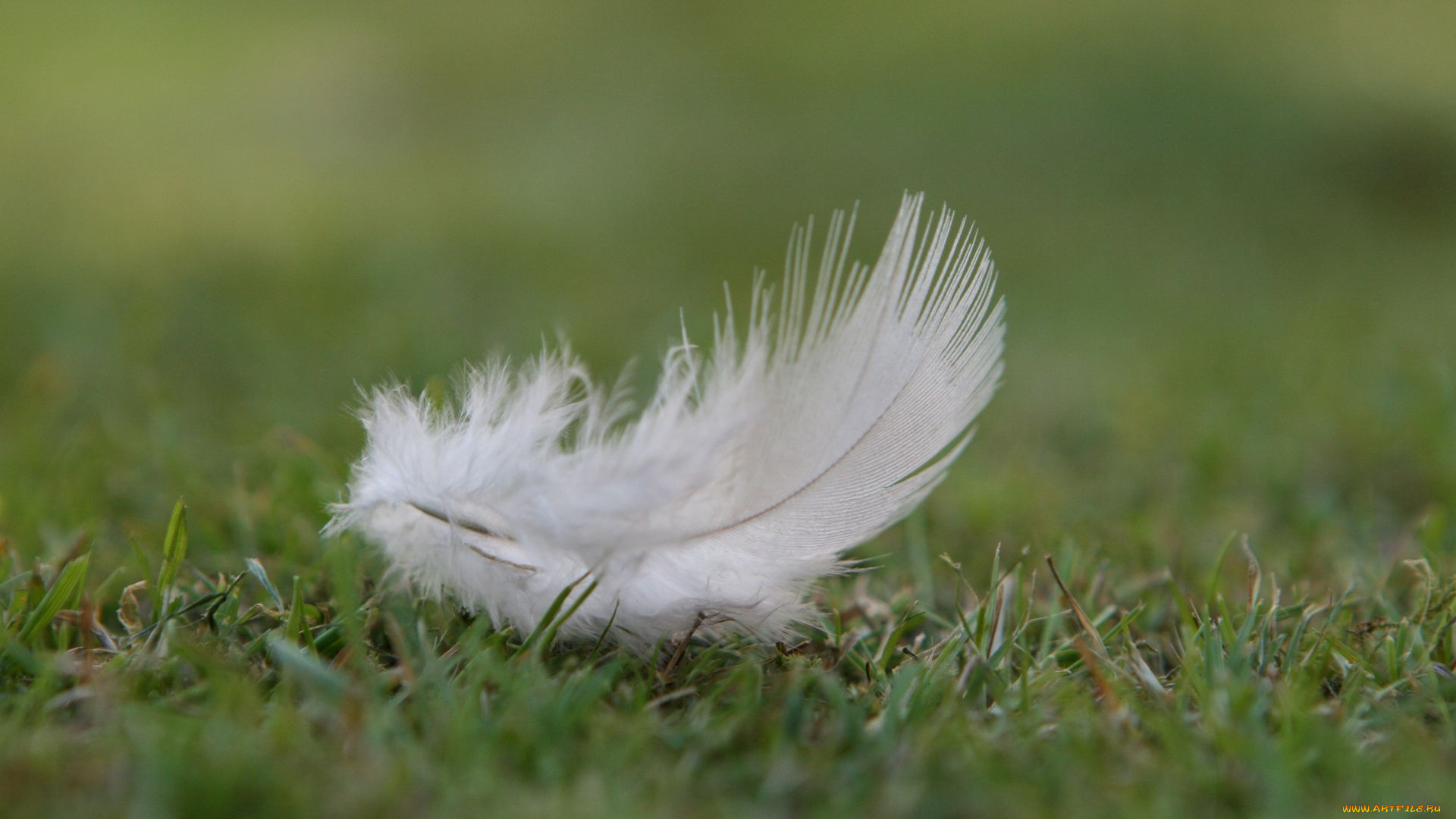 перышко, разное, перья, перо, трава, пух, макро