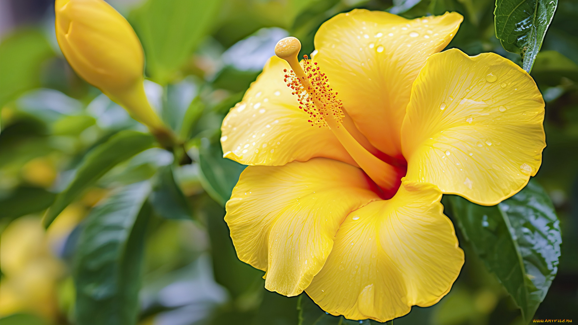 цветы, гибискусы, желтый, гибискус, капли, макро