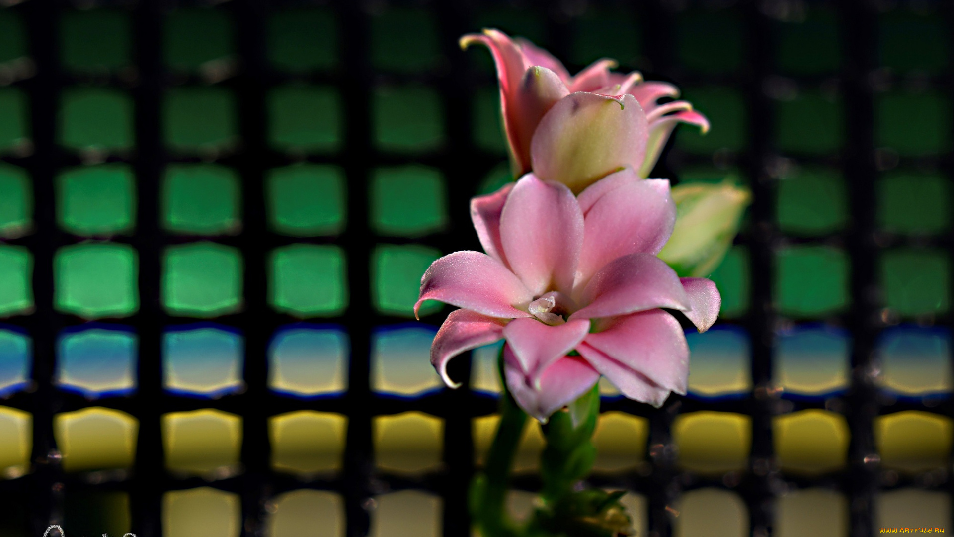 цветы, каланхоэ