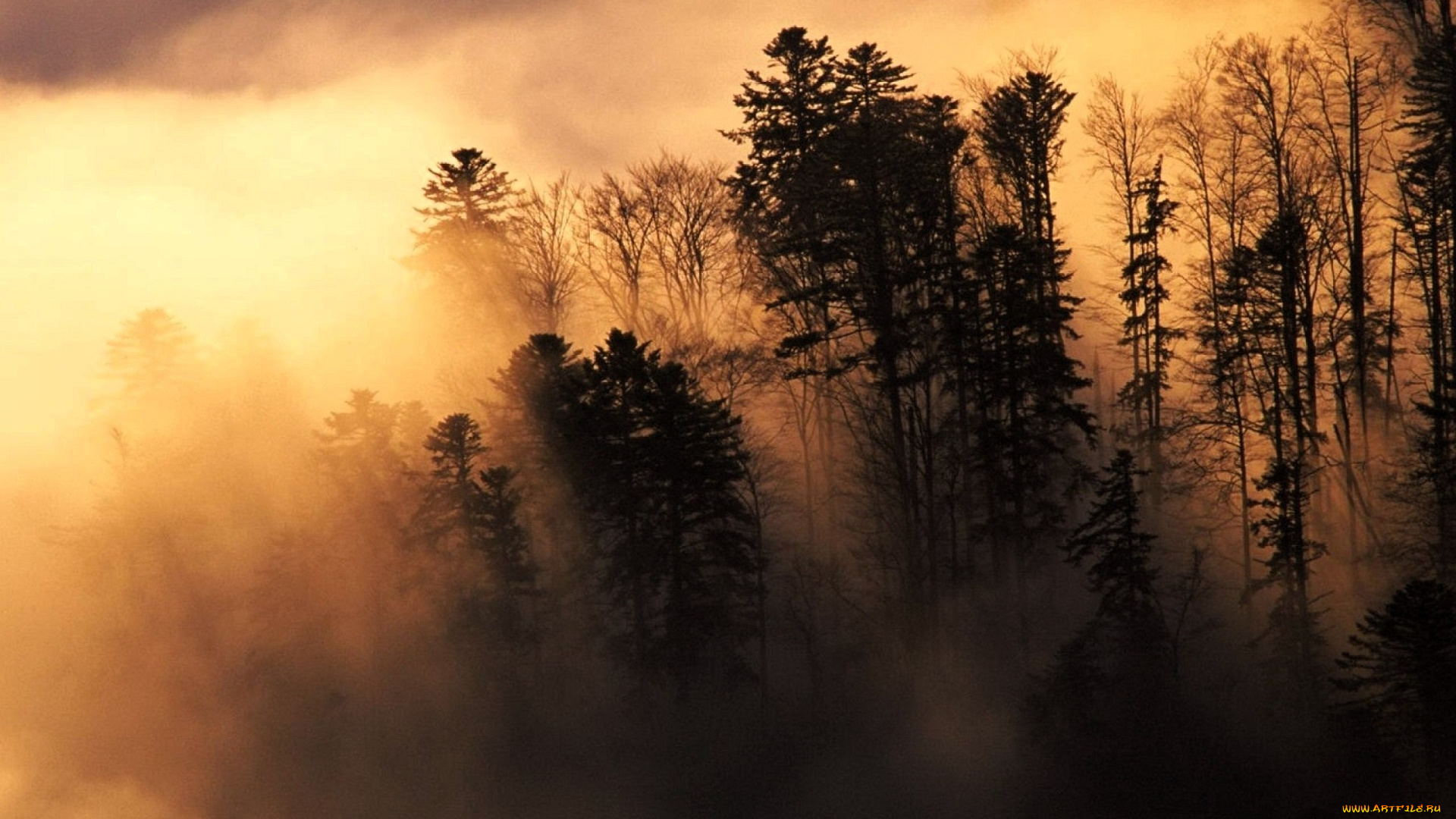 природа, деревья, лес, туман