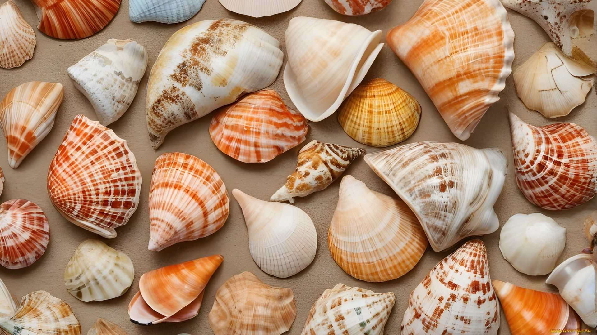 разное, ракушки, , кораллы, , декоративные, и, spa-камни, морские, много