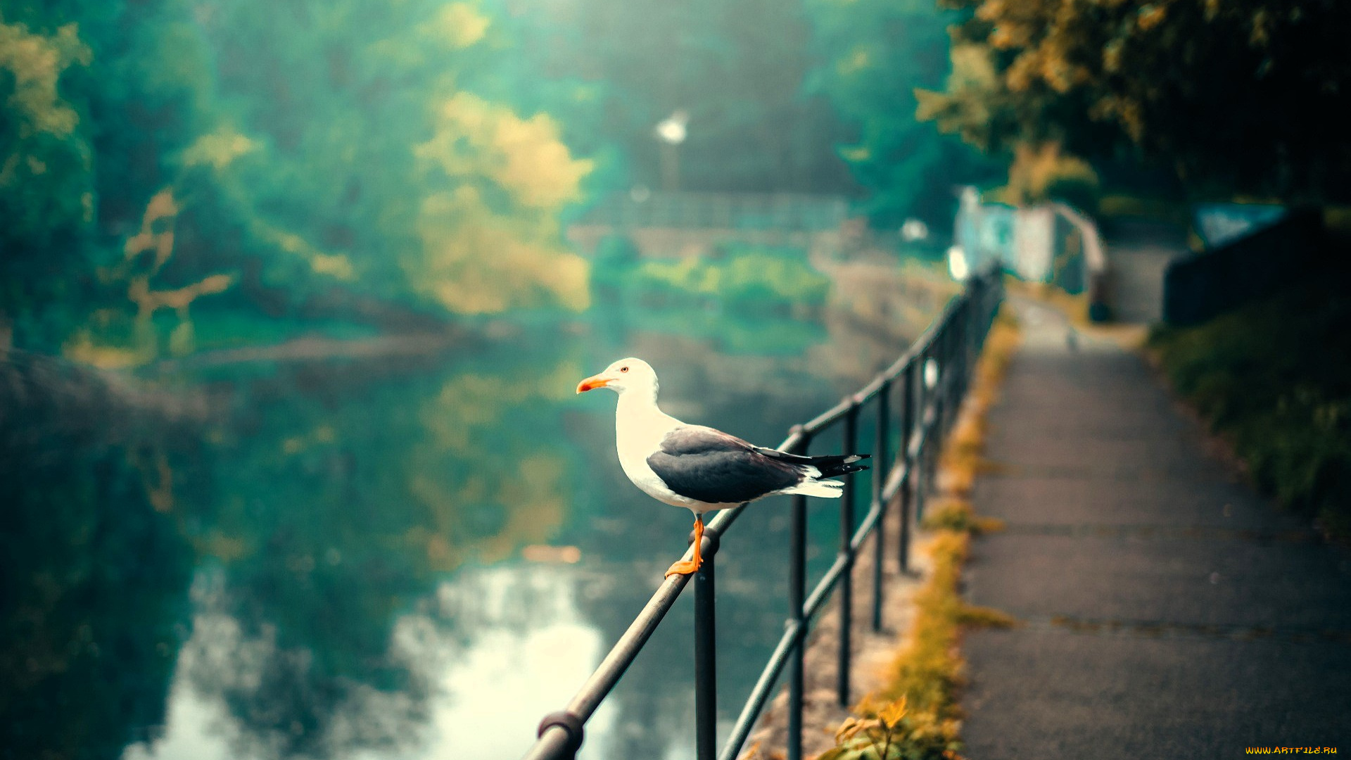 животные, чайки, , бакланы, , крачки, чайка, забор, пруд, дорожка, парк, осень, деревья