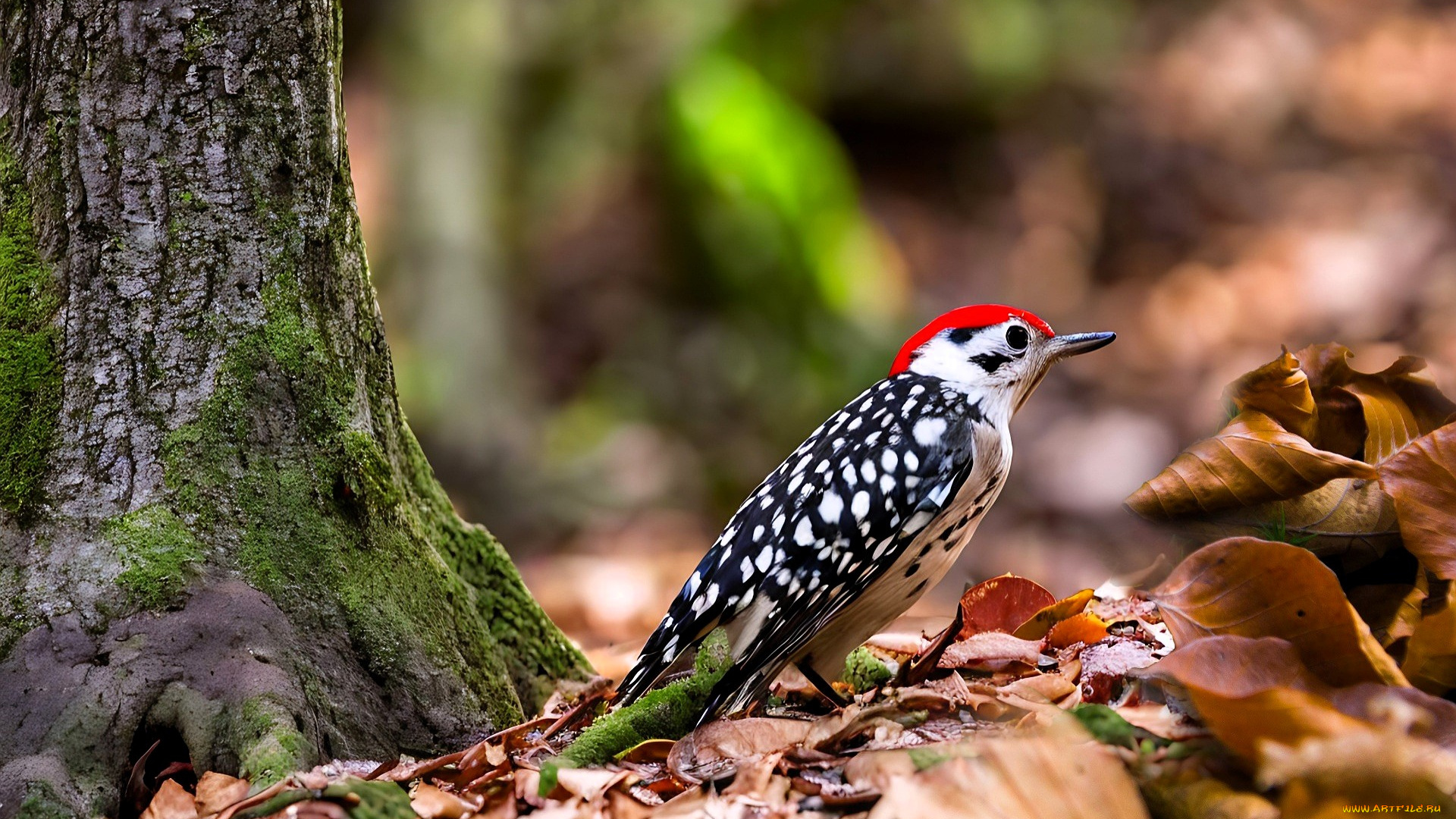 животные, дятлы, дятел, дерево, мох, листья, осень