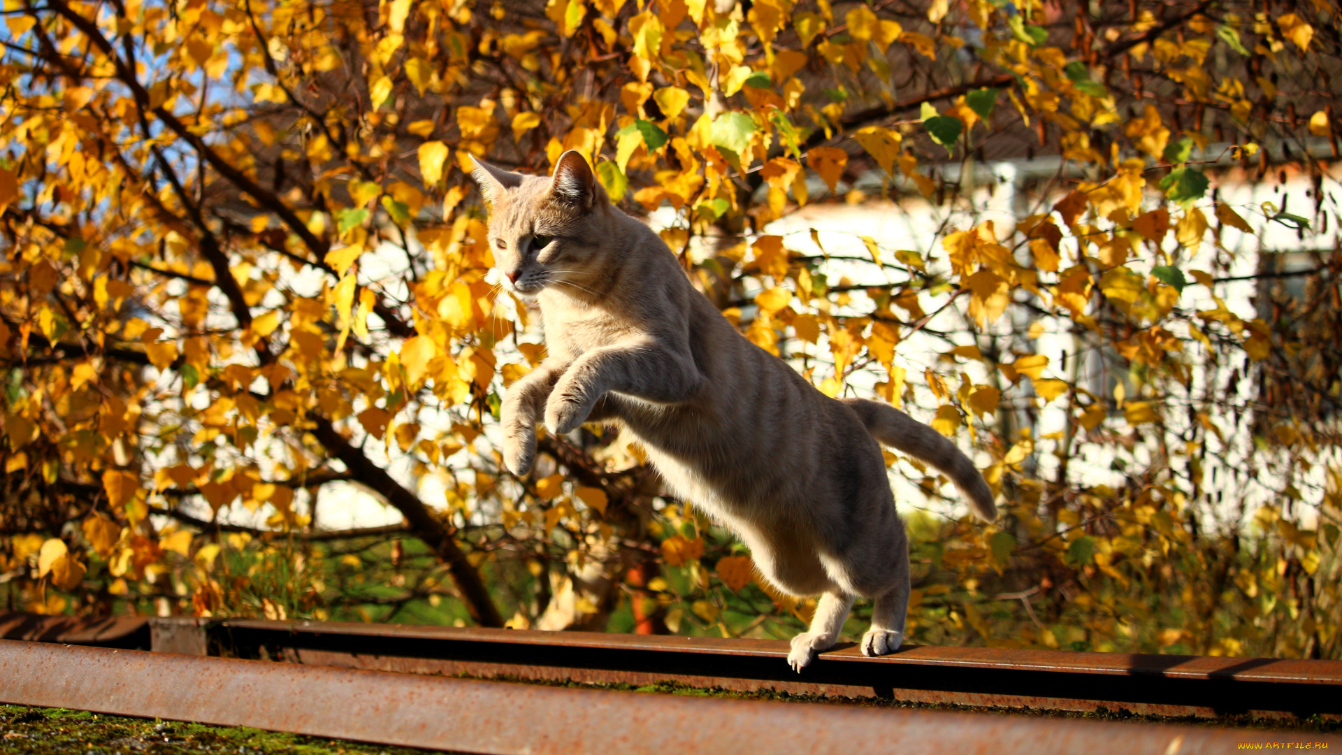 животные, коты, кот, прыжок, осень, дерево, дом