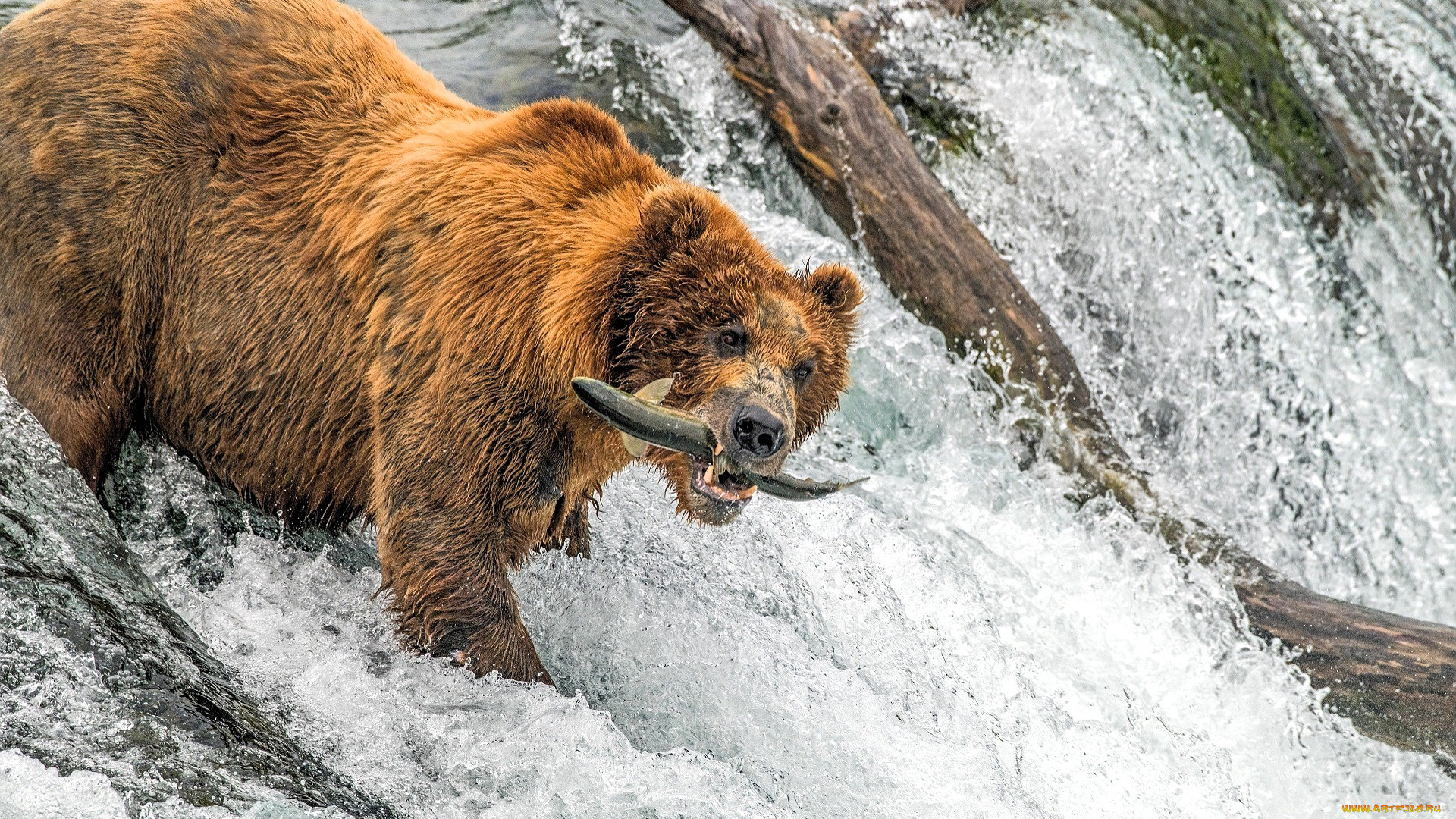животные, медведи, медведь, рыба, водопад, река
