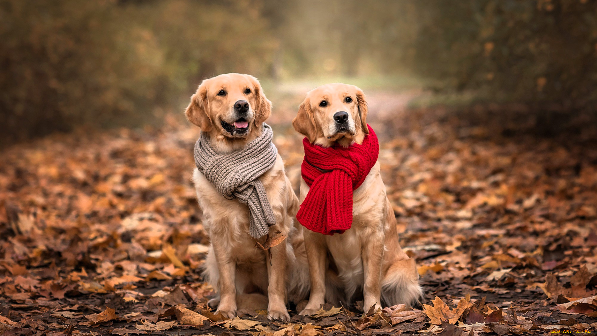 животные, собаки, лабрадоры, шарфы, осень, листья, кусты