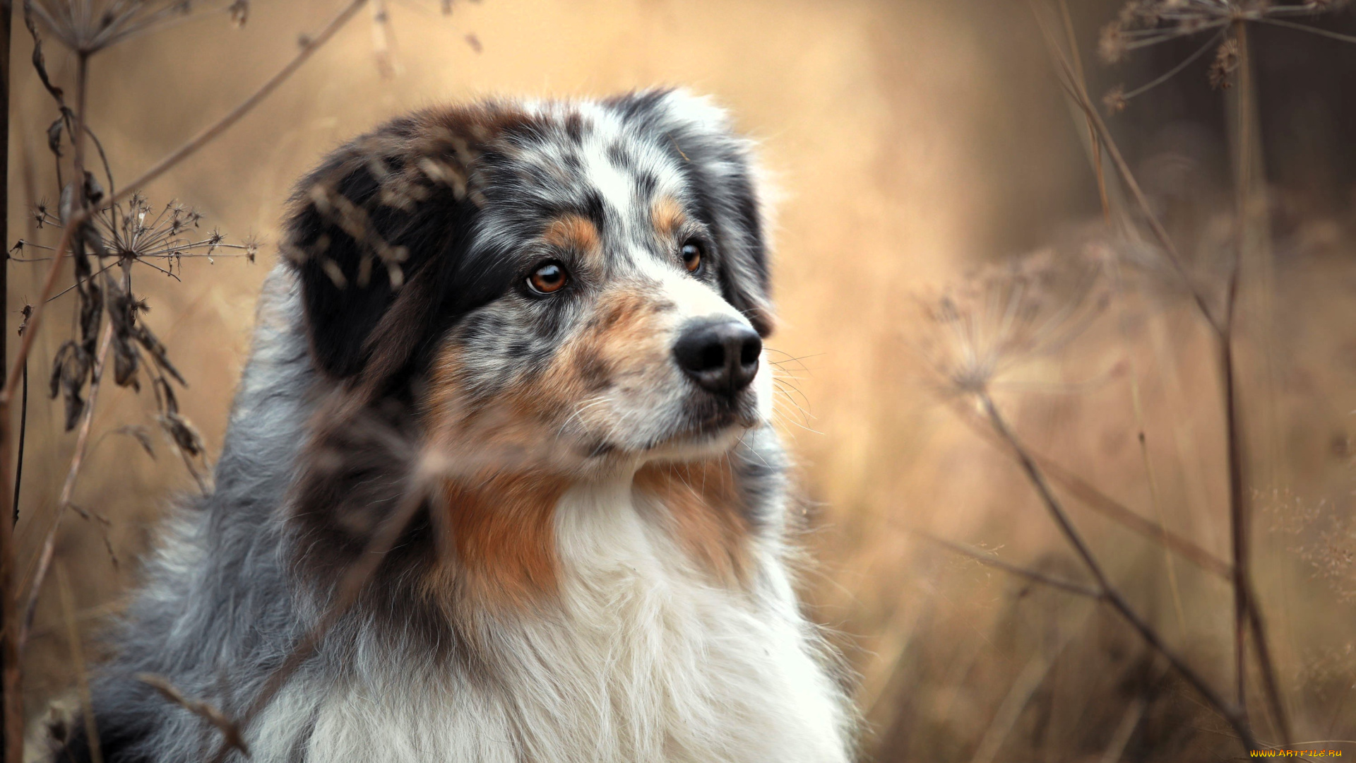 животные, собаки, собака, луг, трава, зонтики, сухостой, осень