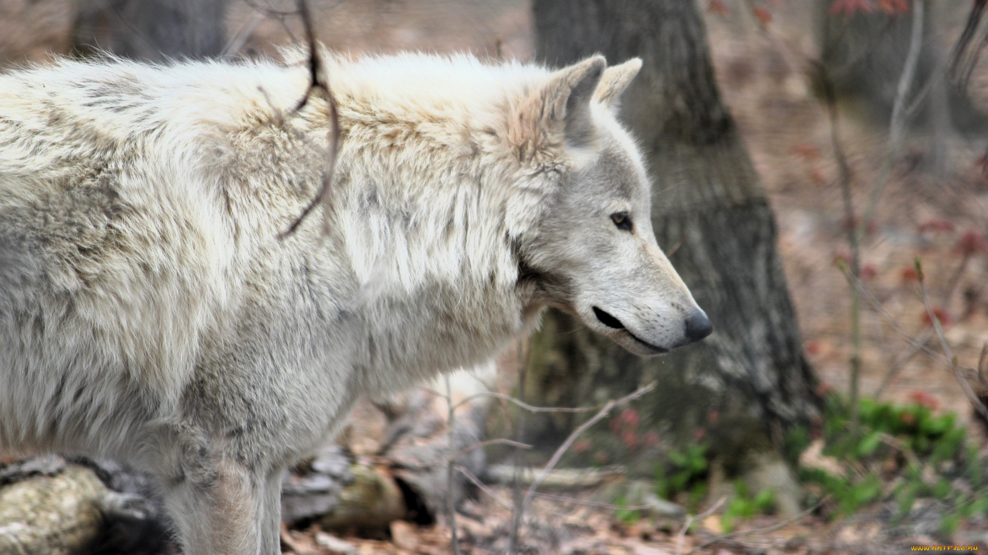 животные, волки, , койоты, , шакалы, волк, лес, осень