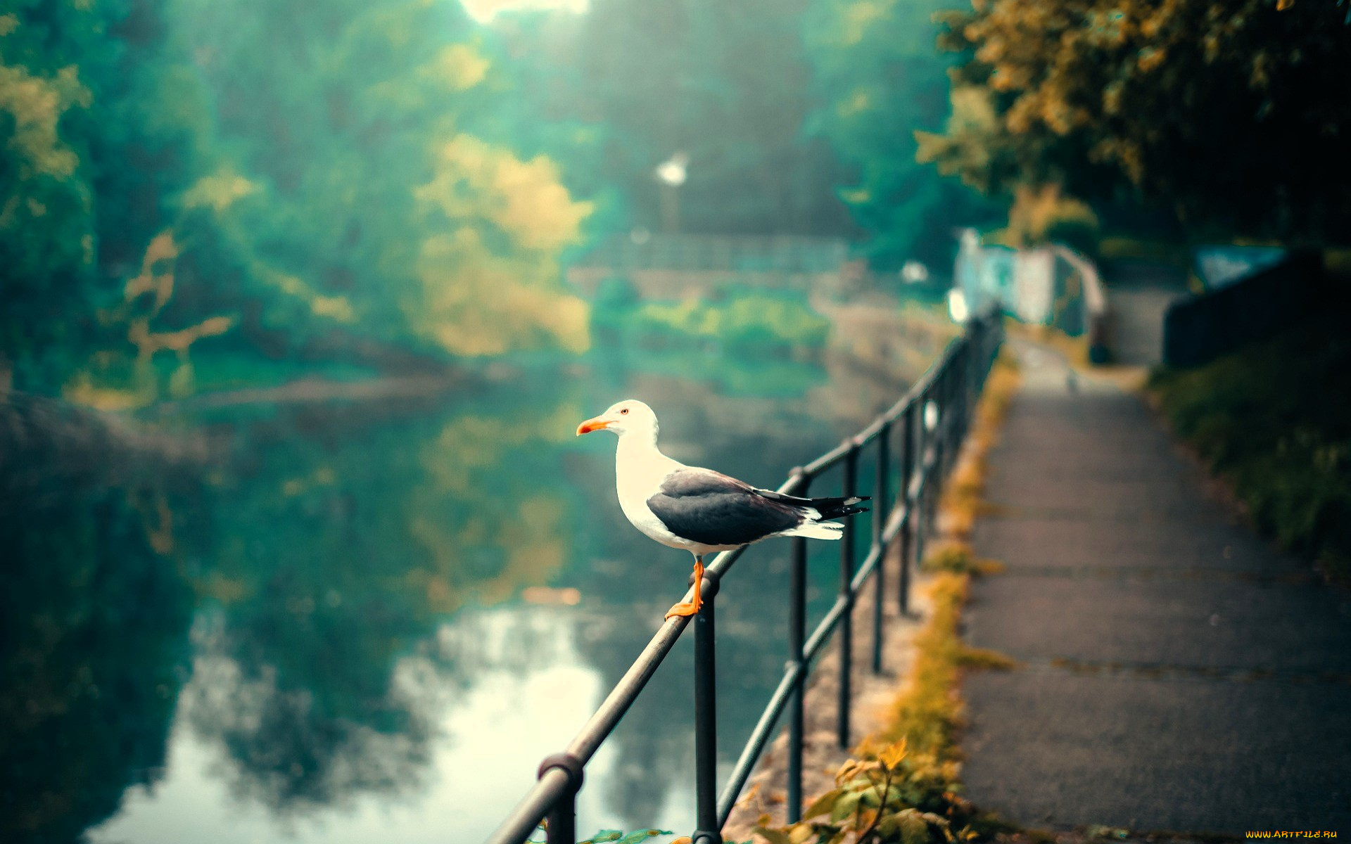 животные, чайки, , бакланы, , крачки, чайка, забор, пруд, дорожка, парк, осень, деревья
