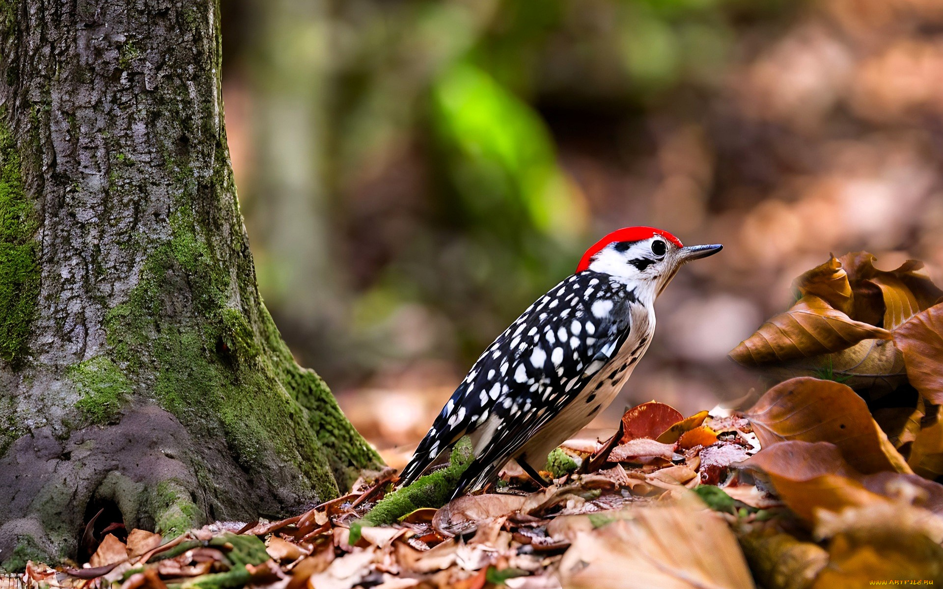 животные, дятлы, дятел, дерево, мох, листья, осень