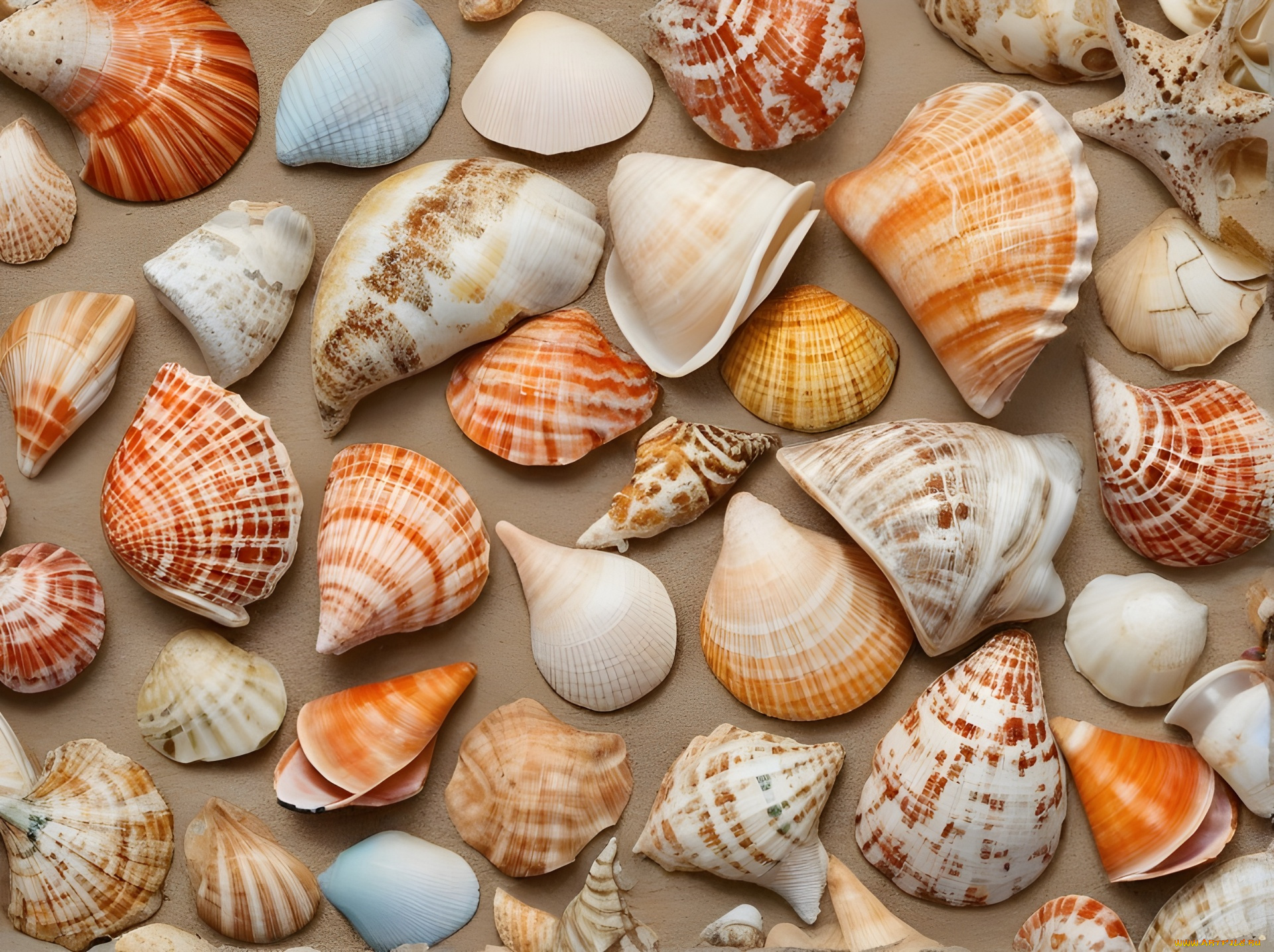 разное, ракушки, , кораллы, , декоративные, и, spa-камни, морские, много