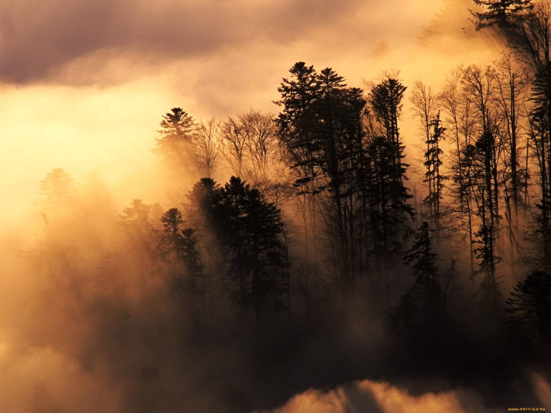 природа, деревья, лес, туман