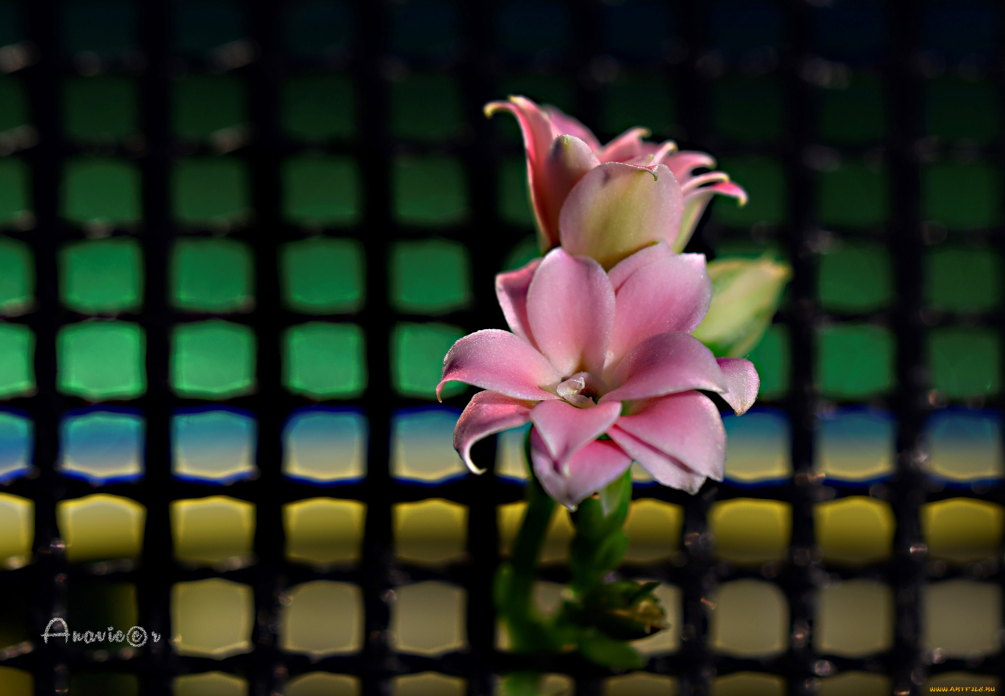 цветы, каланхоэ