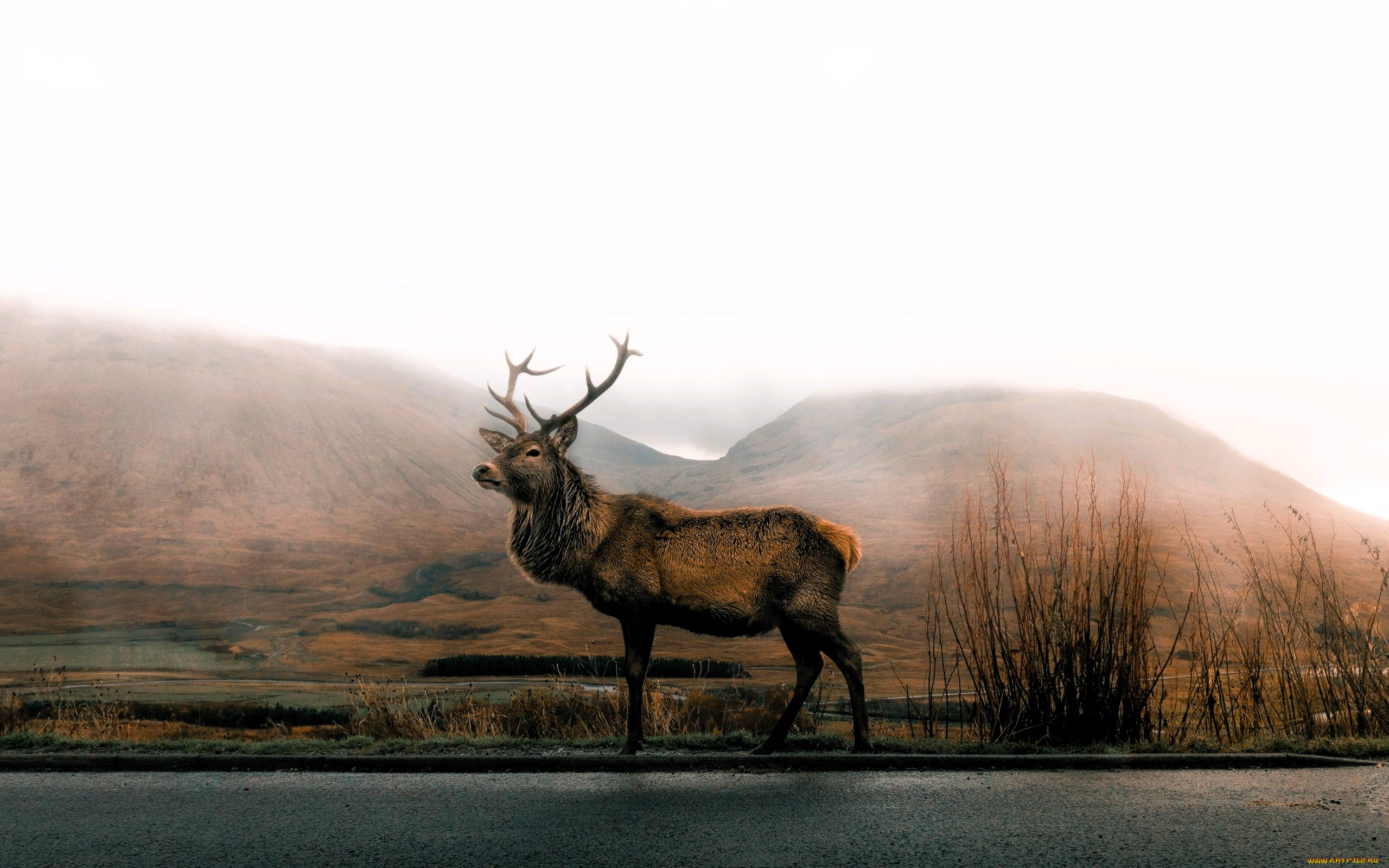 животные, олени, олень, горы, туман, кусты, луг